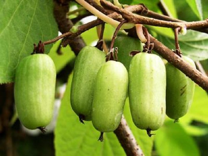 ZAHRADNICTVÍ KRUH foto 6