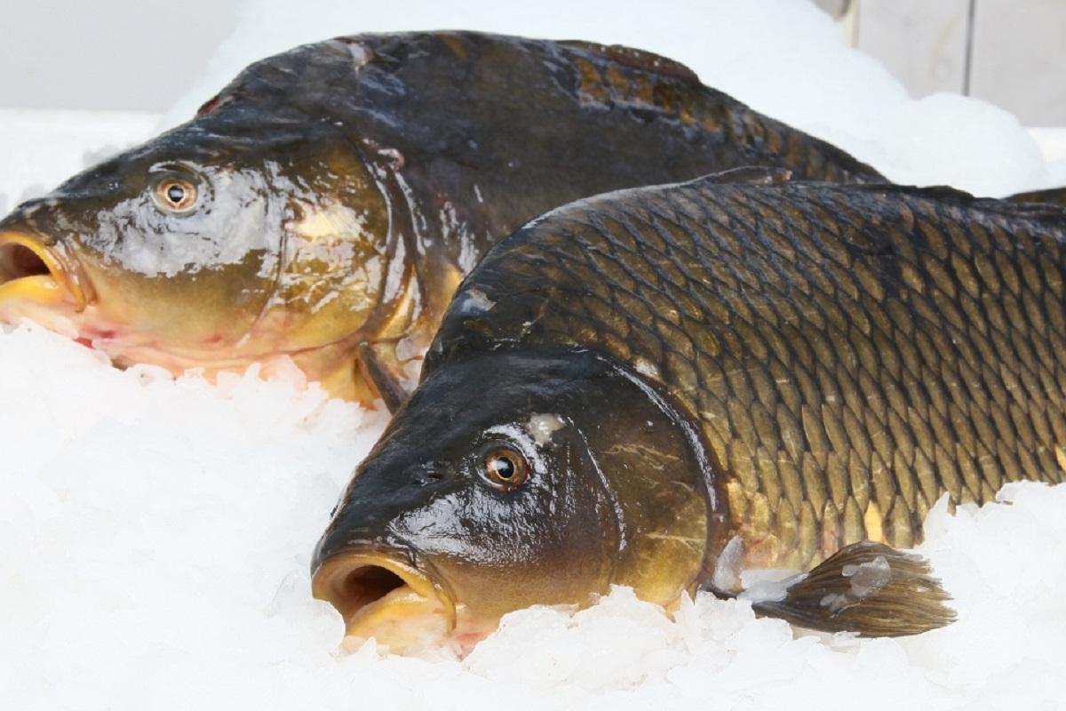 ŠTIČÍ LÍHEŇ - ESOX, spol. s r.o.