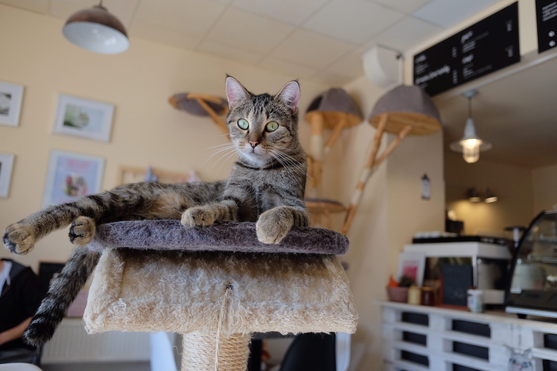 Kočičí kavárna foto 5