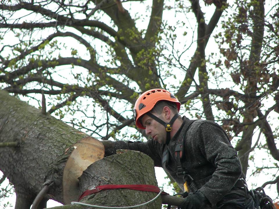 Kácení, prořezy a redukce stromů - Milan Churý