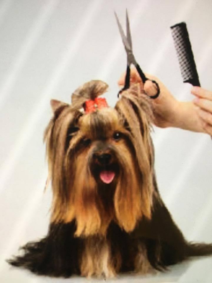 Psí salon Věra Dedíková foto 2