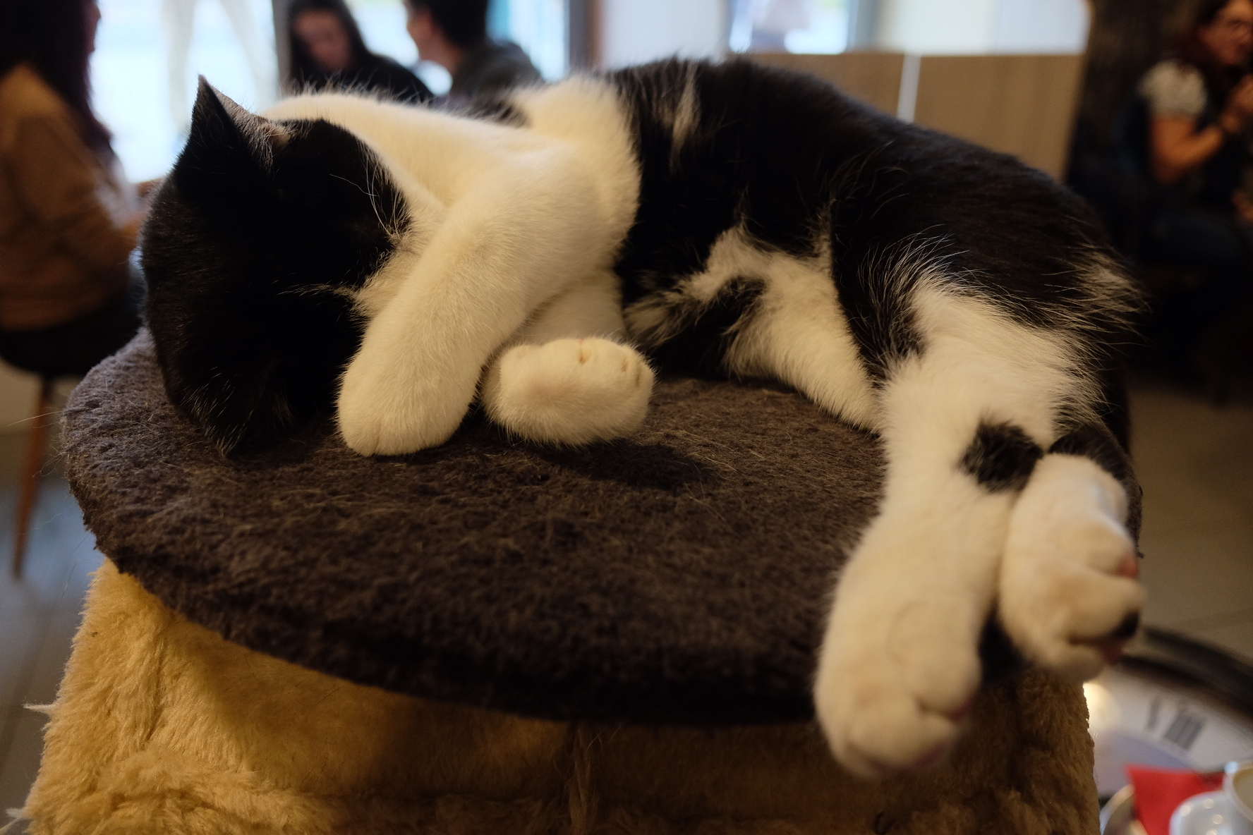 Kočičí kavárna foto 2