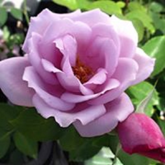 ZAHRADNICTVÍ KRUH foto 6