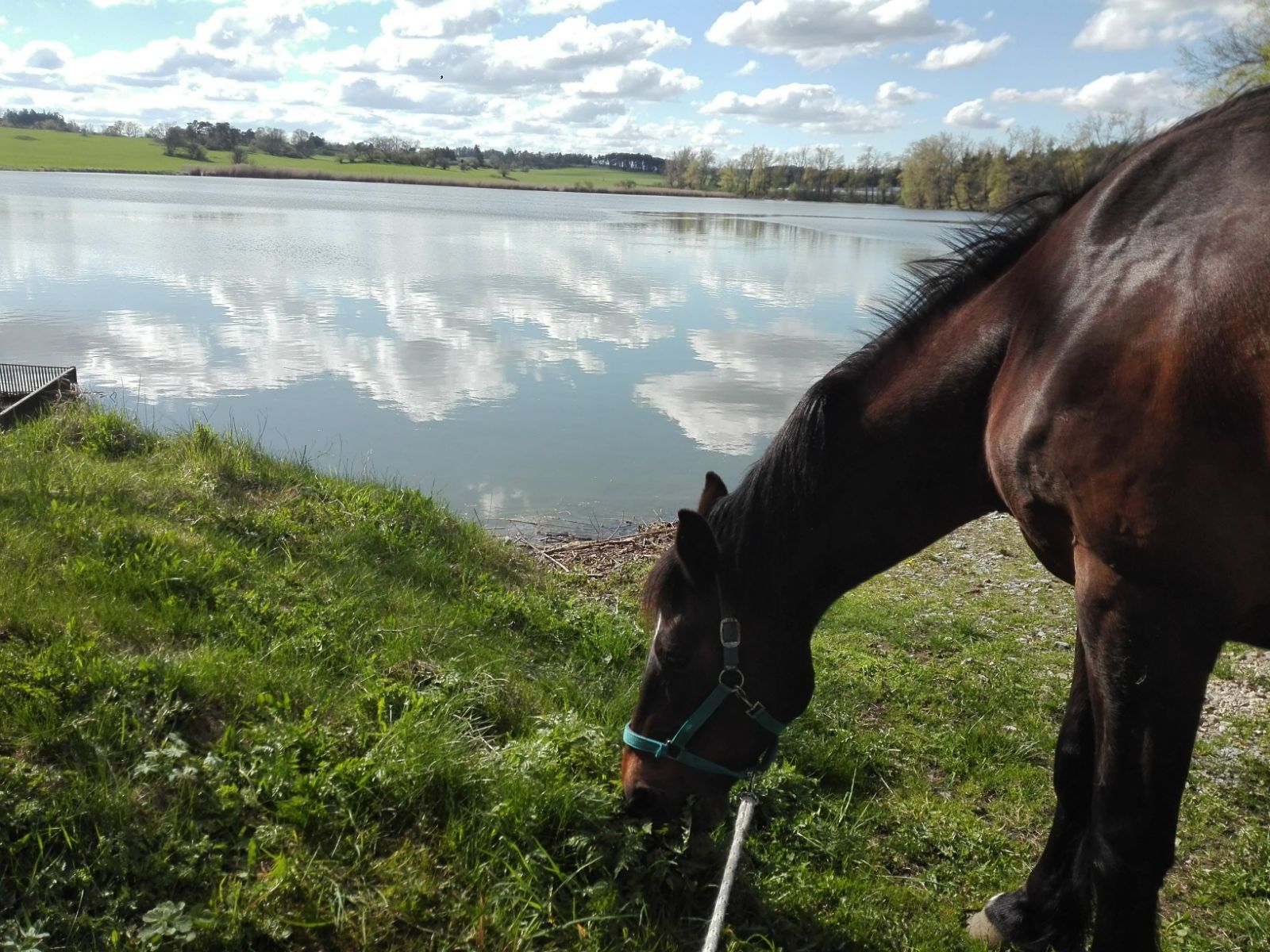 Jezdecký klub Opatský Mlýn, z.s. foto 2