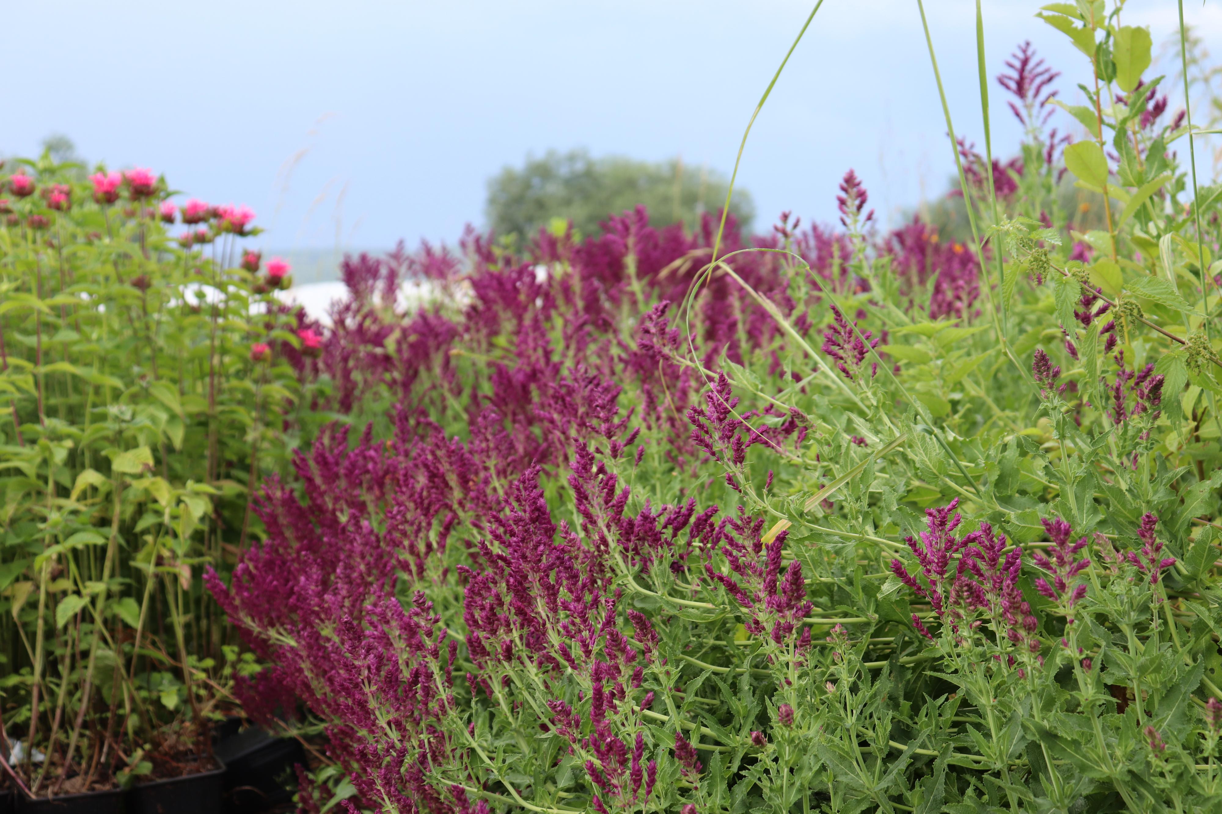 Trvalková školka Milan Antropius foto 2