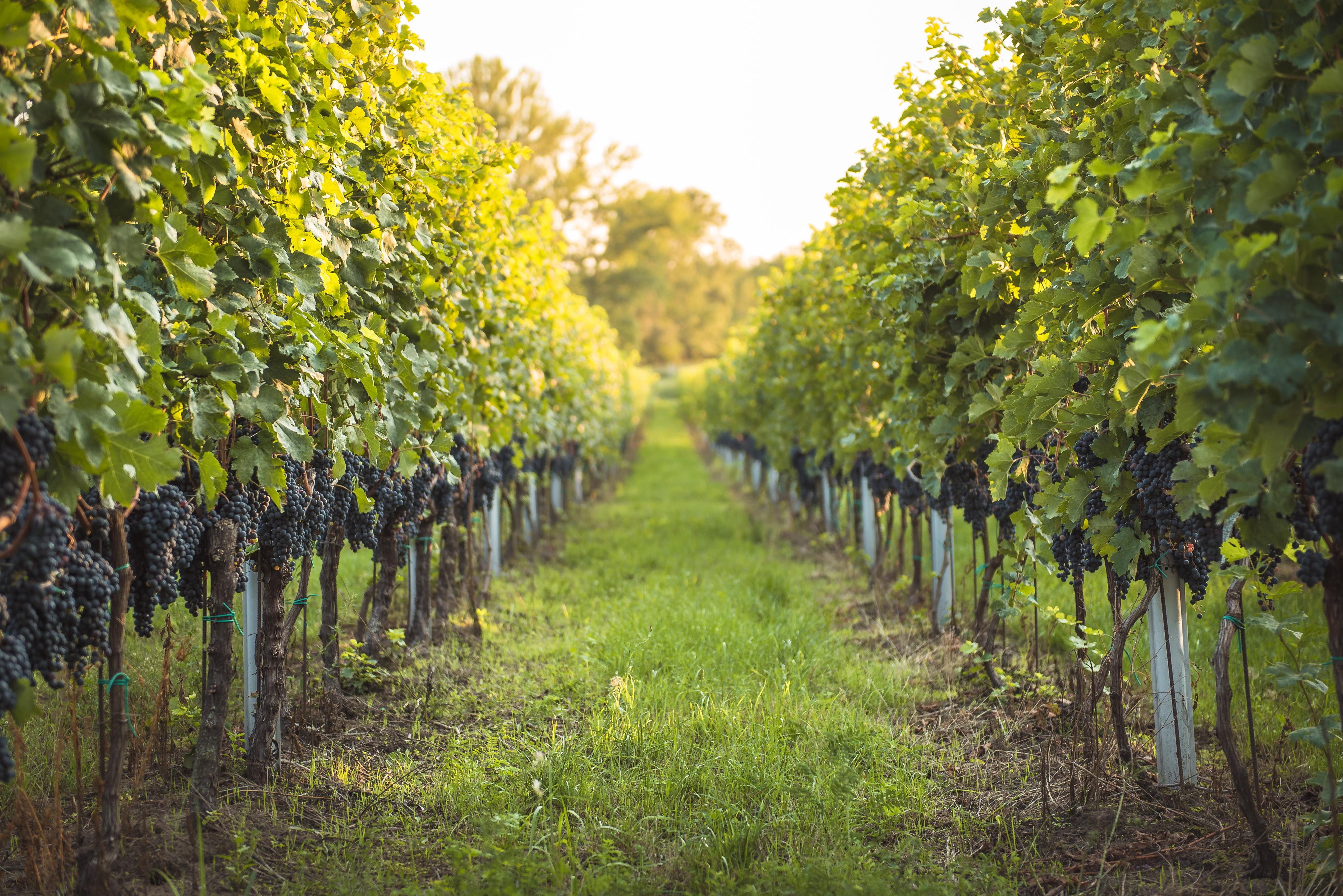 BARTONIK - rodinné vinařství