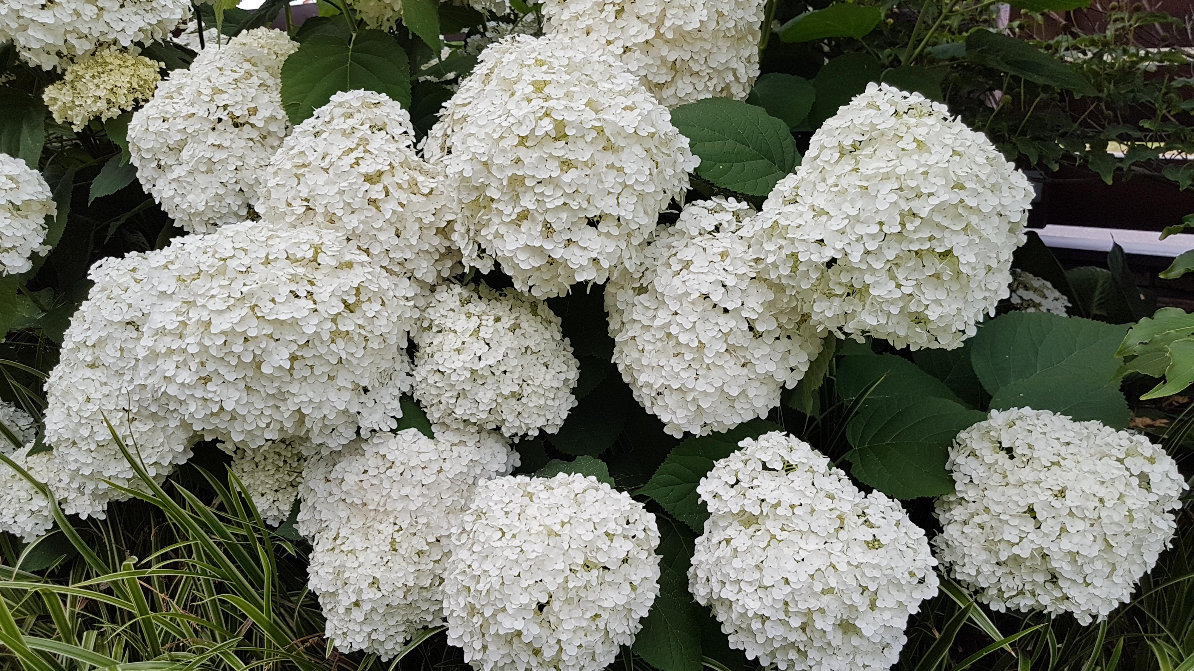 TRIFLORA pro, s.r.o. foto 4