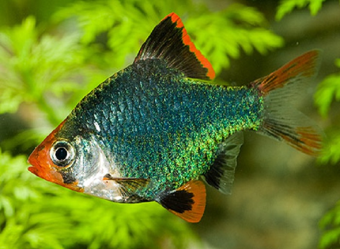 ROMAN PAPÍK , PROFI-AQUARIUM foto 5