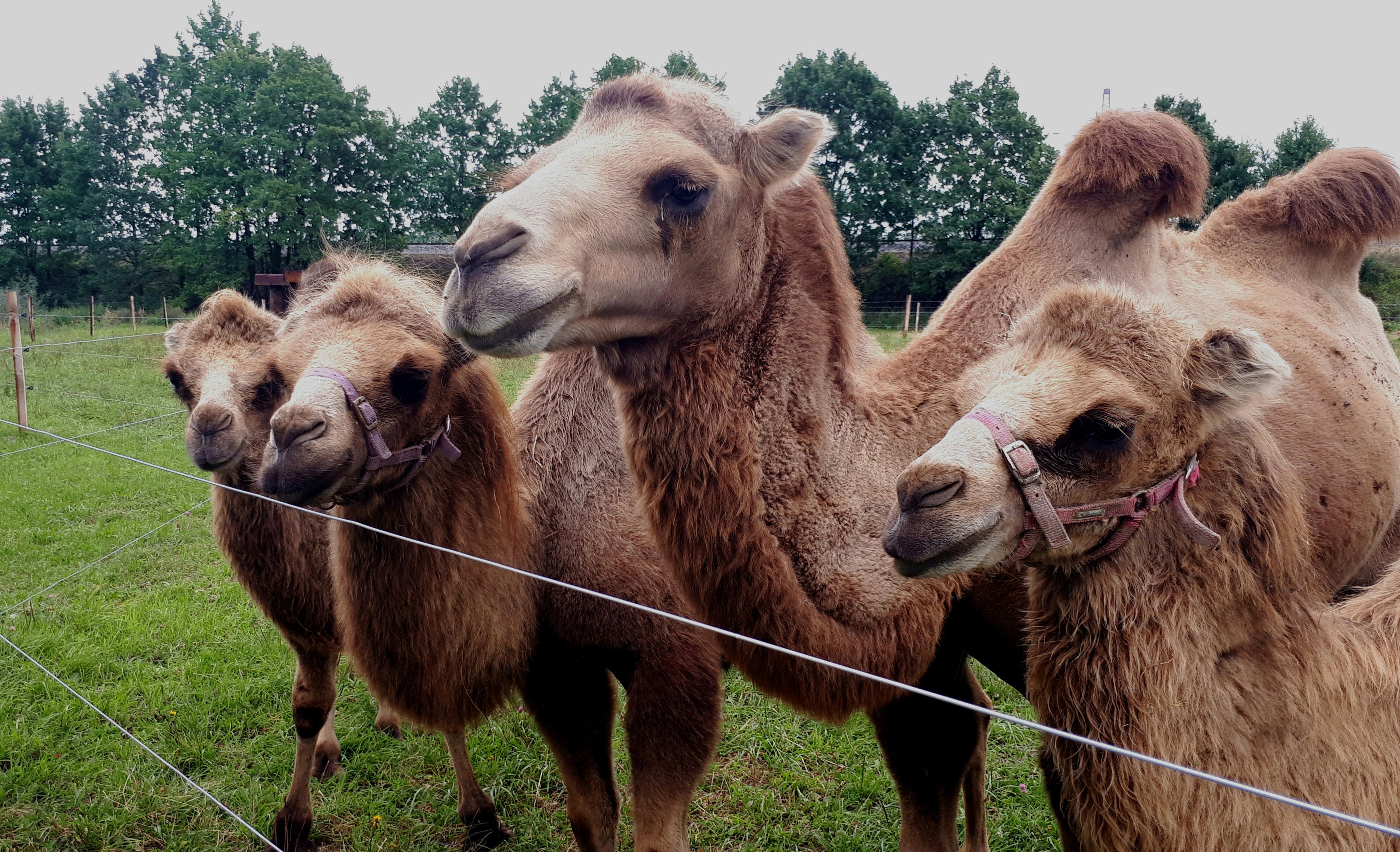 Safari Resort foto 5