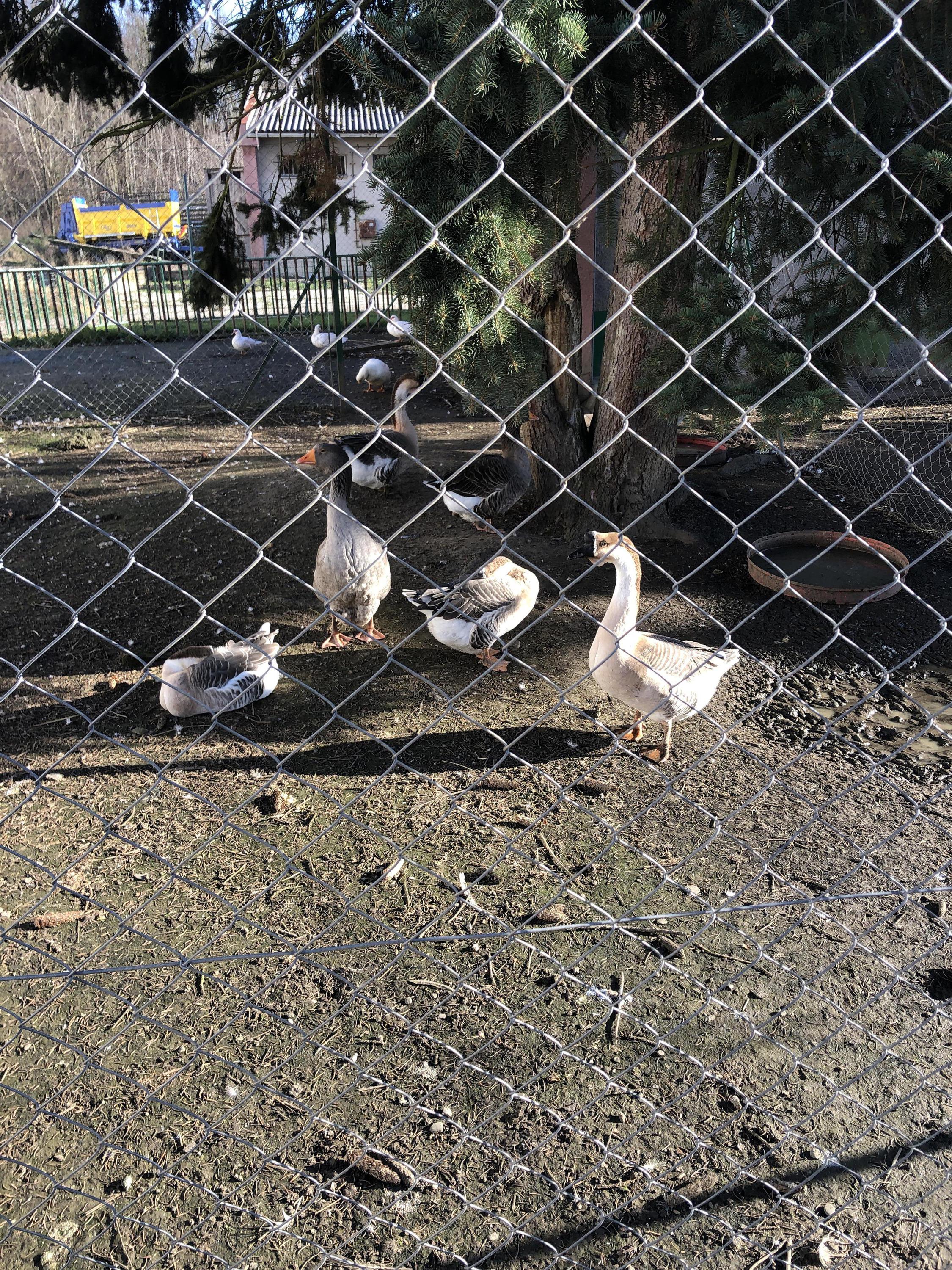 Zemědělská škola Přerov foto 2