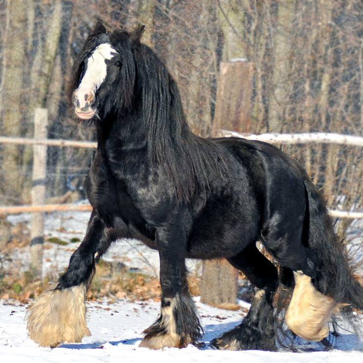 Ranč beraní ráj foto 4