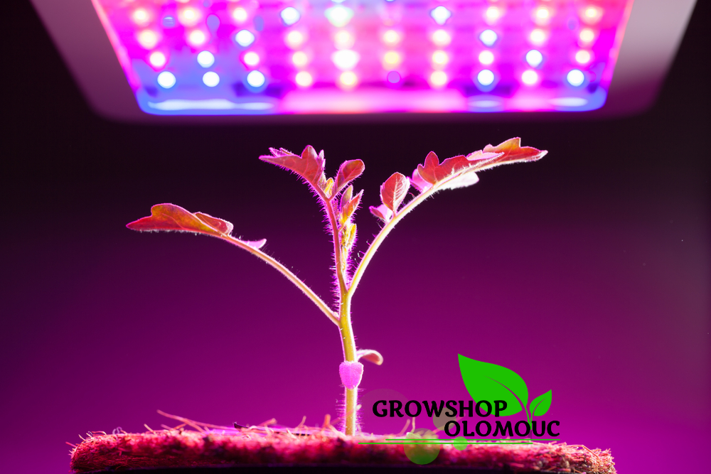 GrowShop Olomouc foto 4