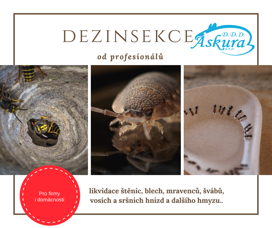 ASKURA DDD, s.r.o. foto 3