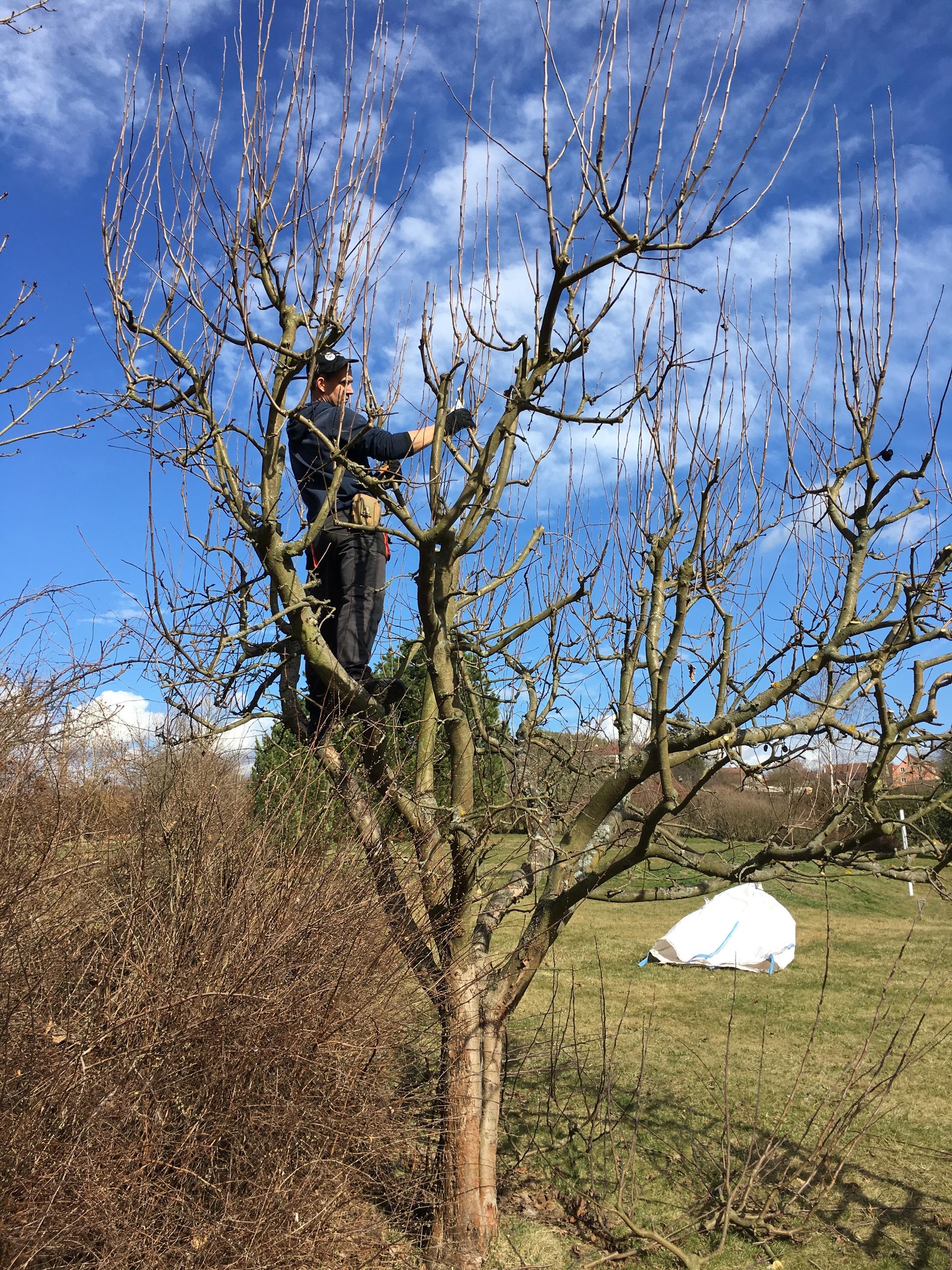 Zahradnické práce Pokorný foto 3