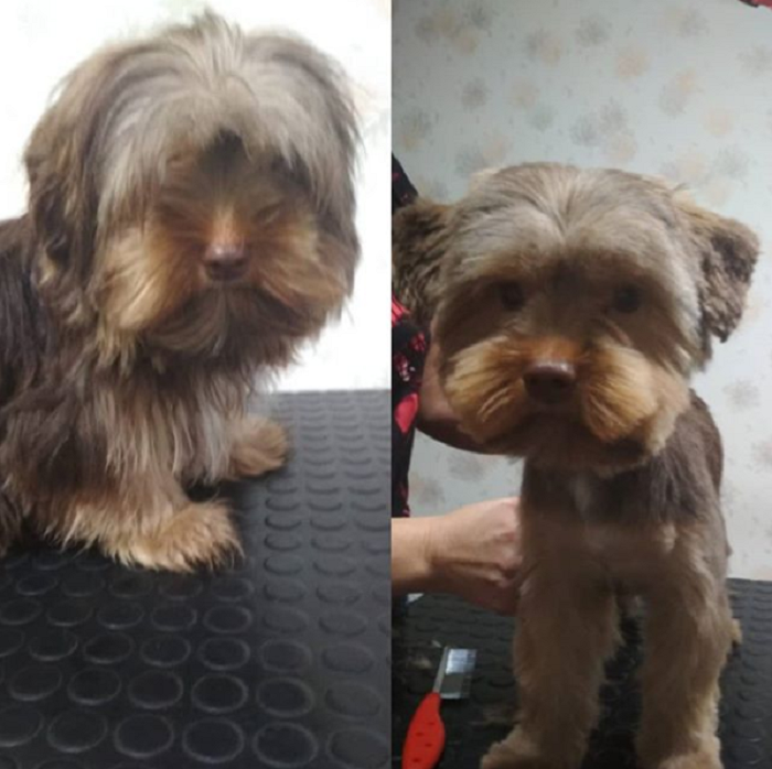 Psí salon ZORA foto 3