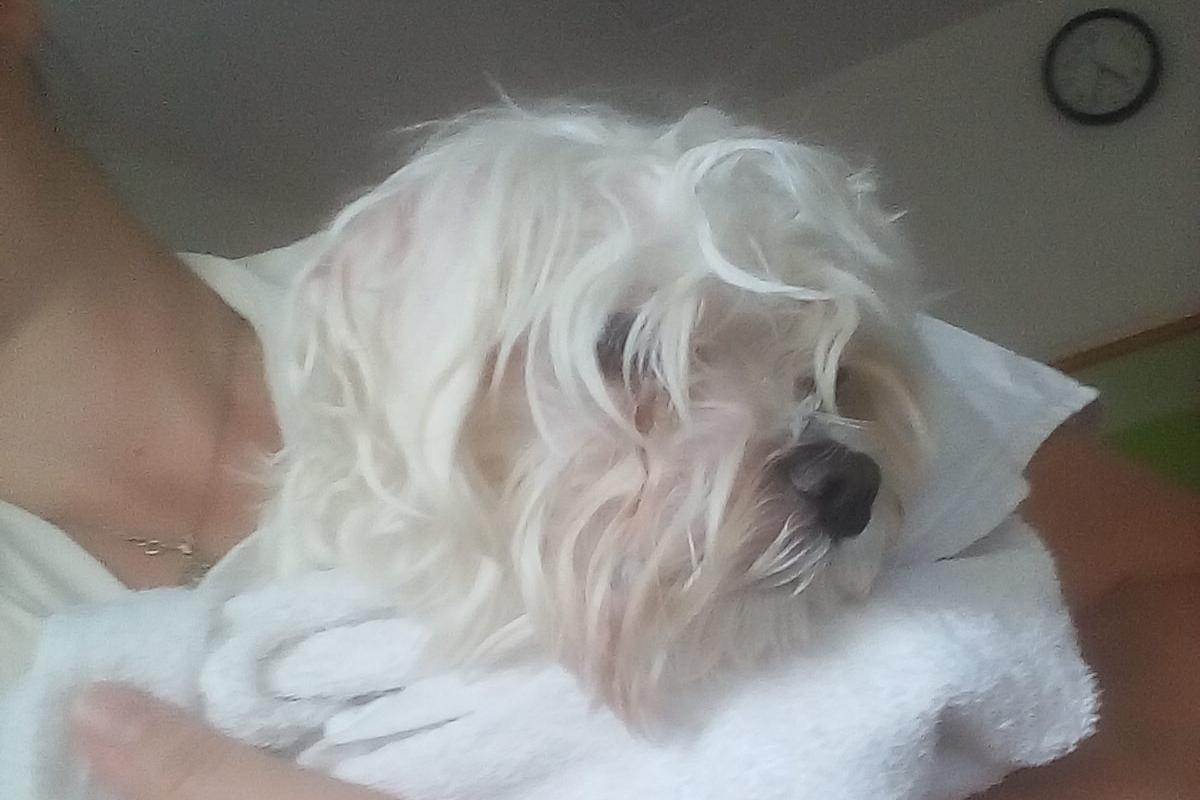 Veronika Polívková - Psí Krasavci