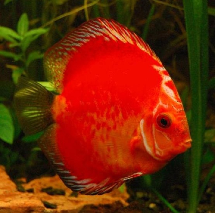 ROMAN PAPÍK , PROFI-AQUARIUM foto 6