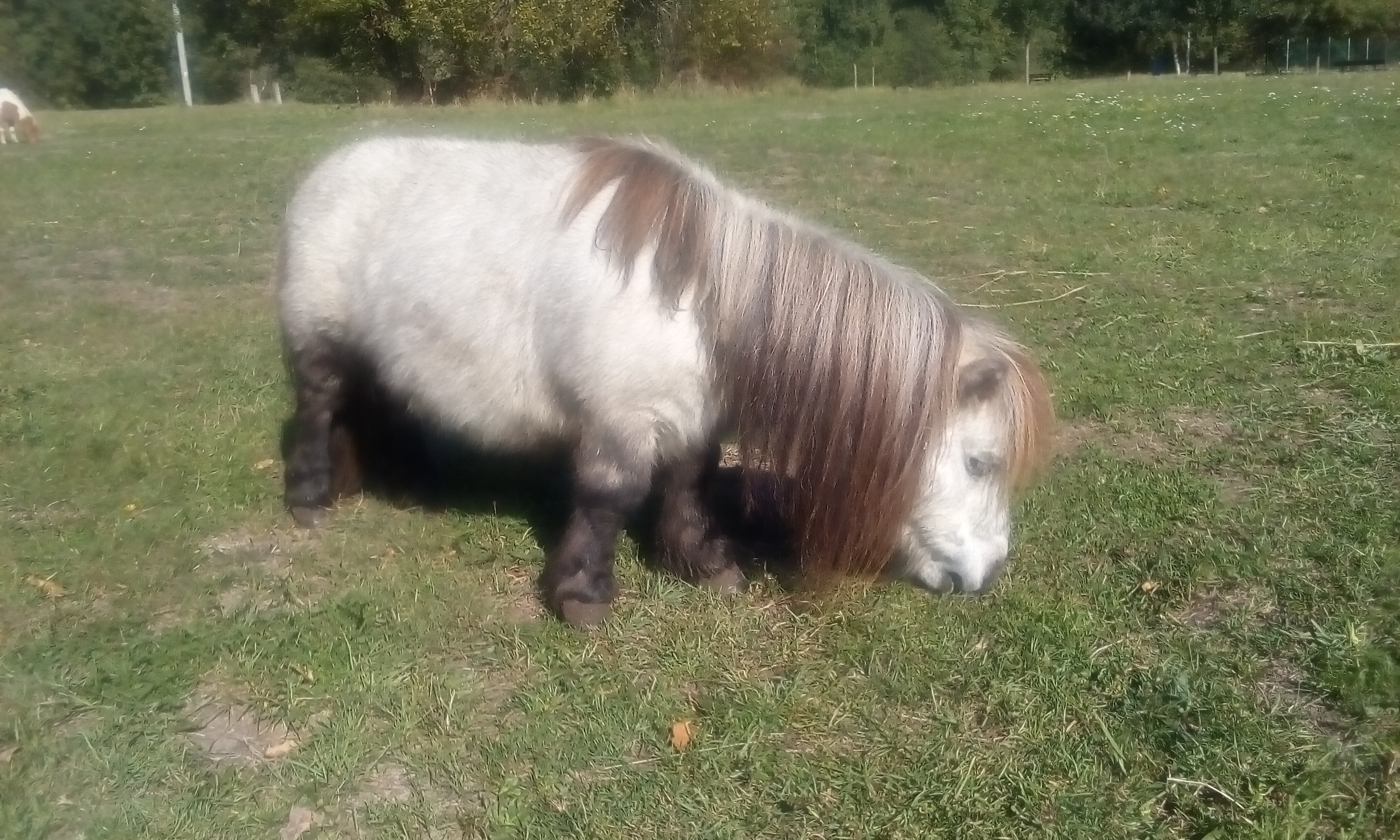 Stáj u Kaštánka foto 4