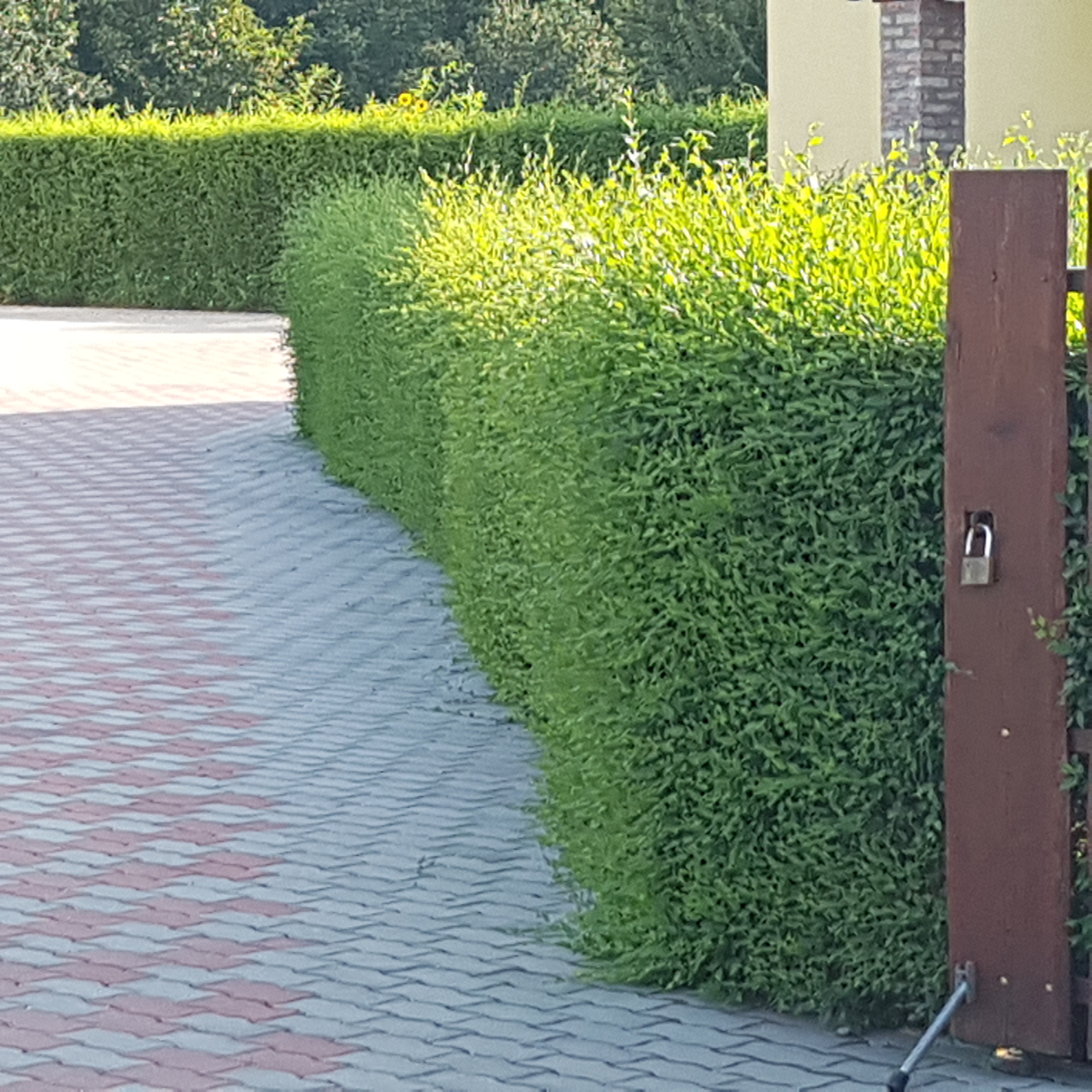 WonderHedge - ziveploty24.cz foto 2
