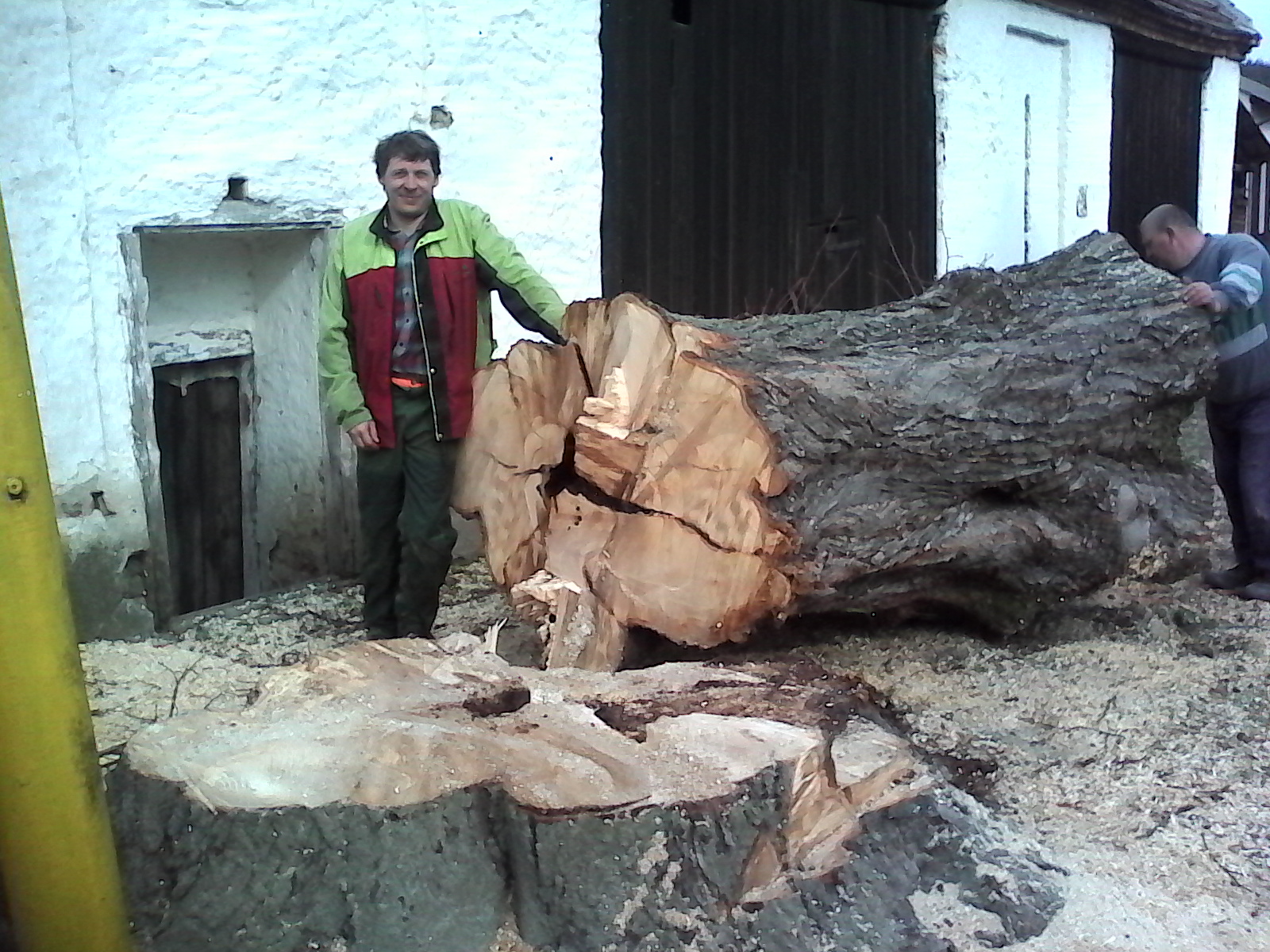 Rizikové Kácení stromů Pavel Touš foto 3
