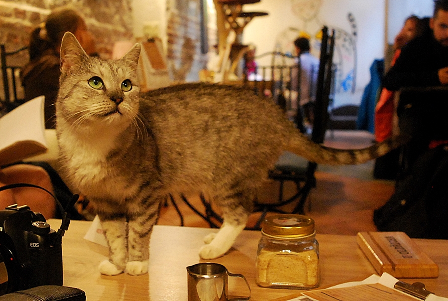 Kavárna Kočičí foto 2