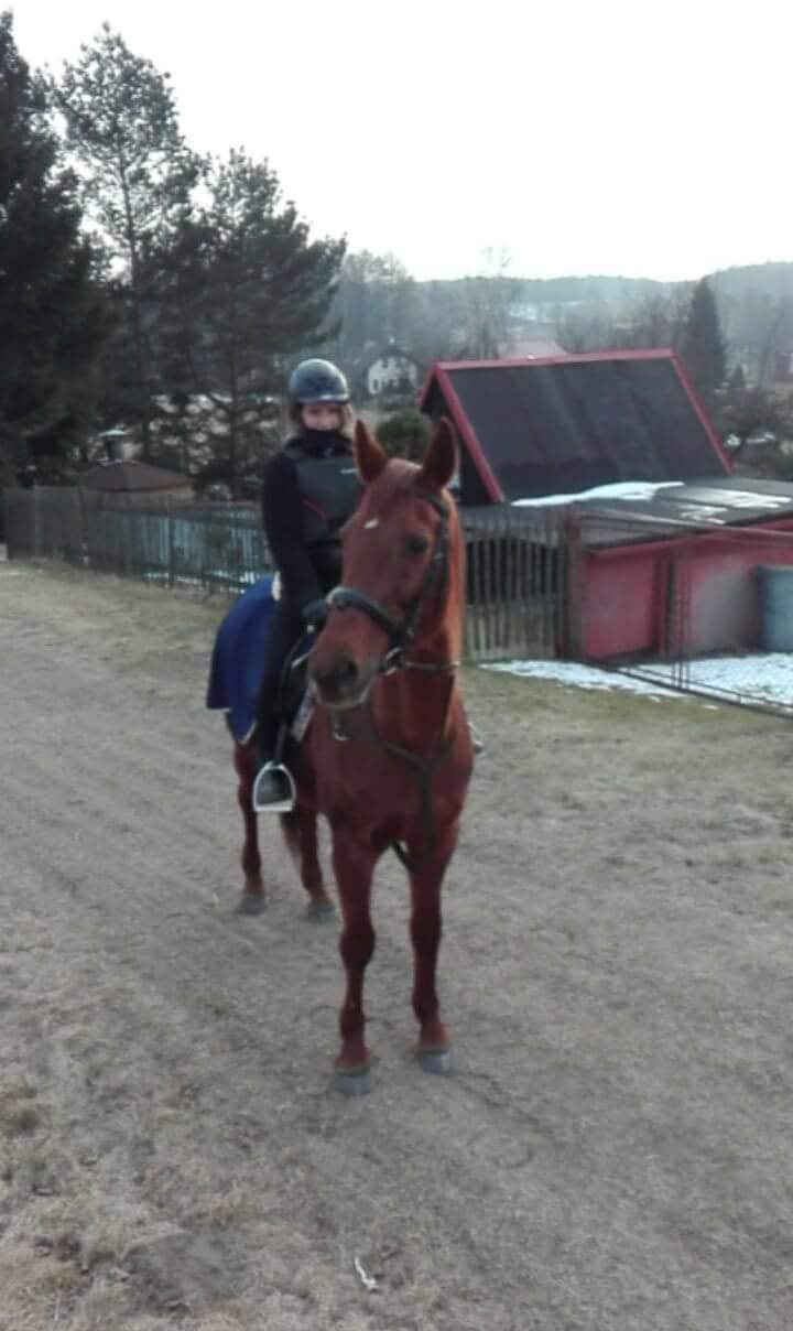 Jízdy na koni Mikulášovice foto 3