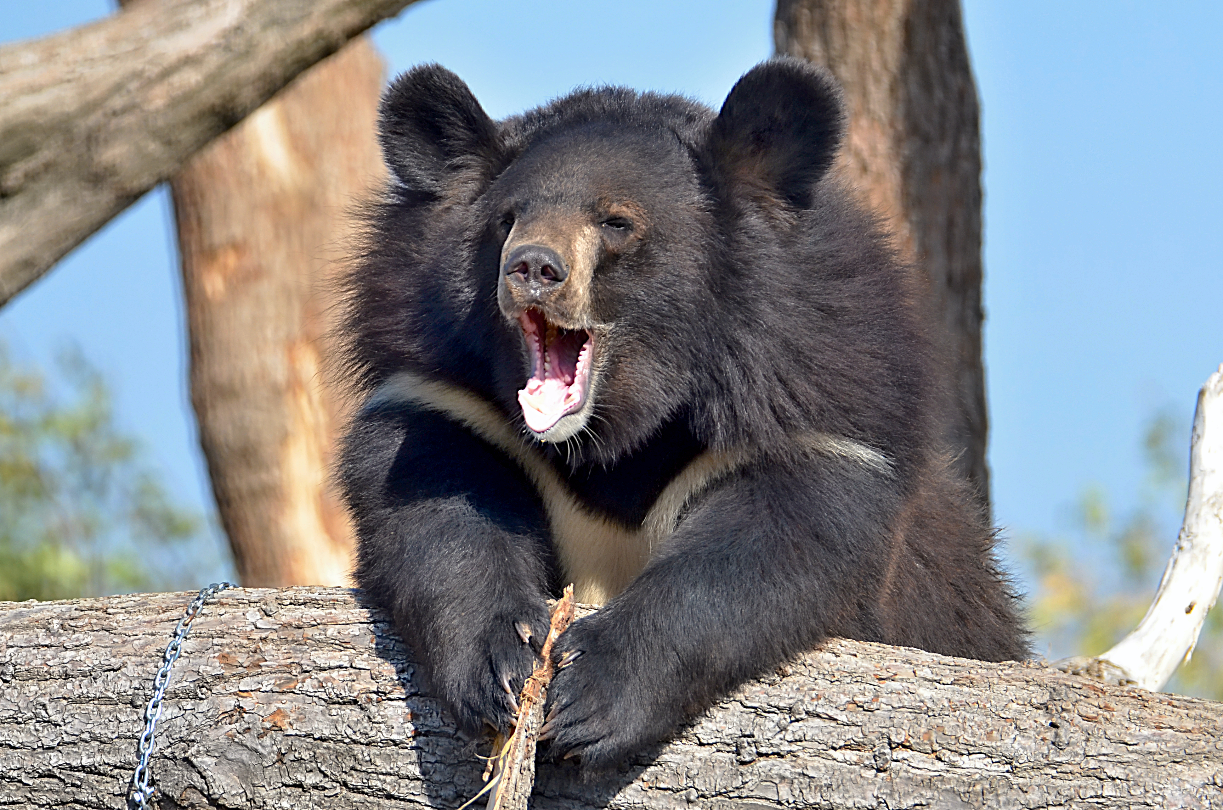ZOO Chleby, o.p.s. foto 6