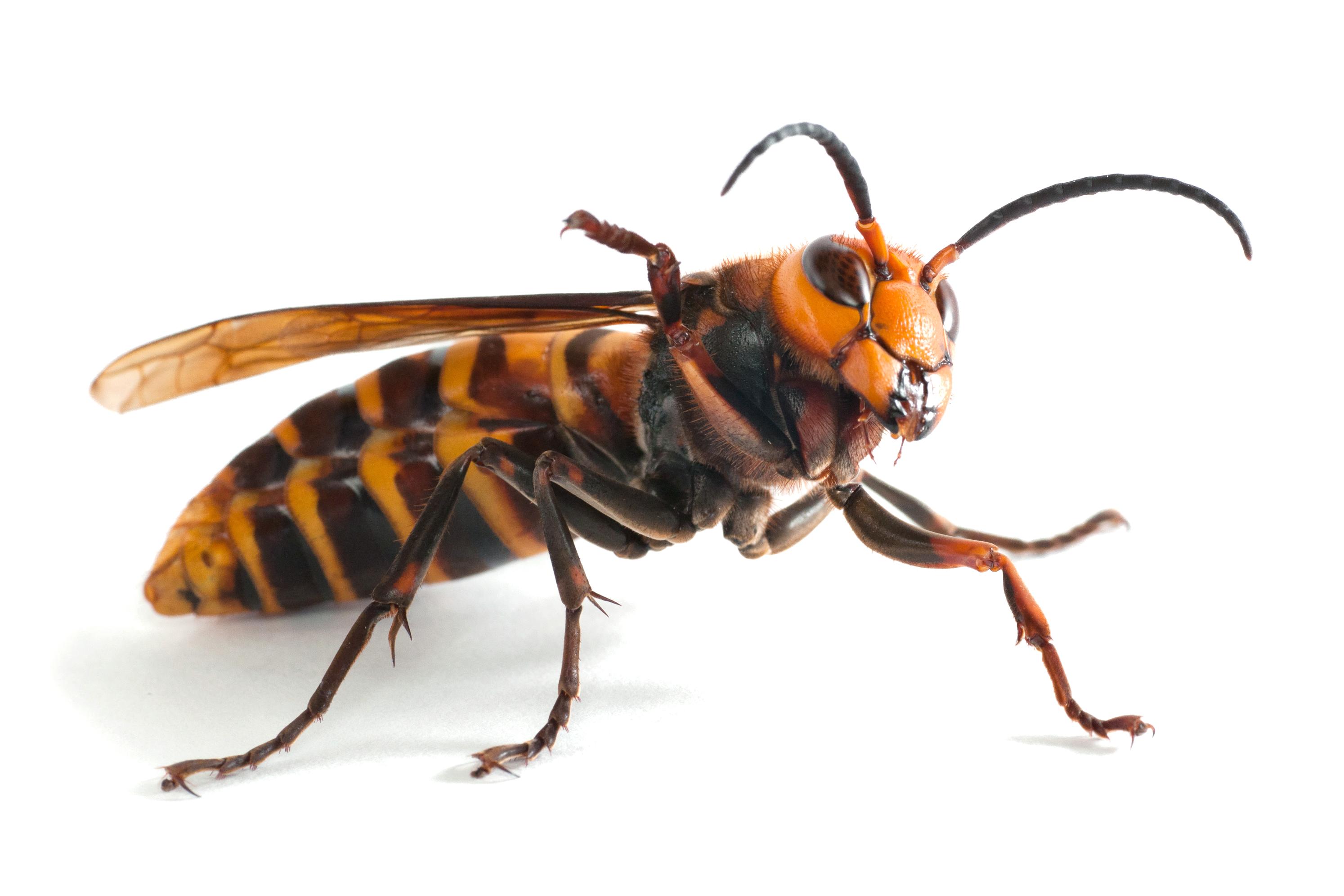 Hubení vos a sršňů Brno