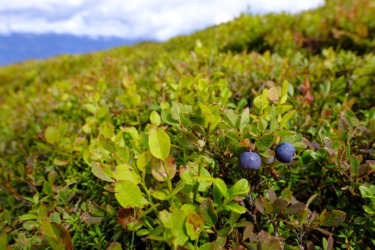 WonderHedge - ziveploty24.cz foto 5