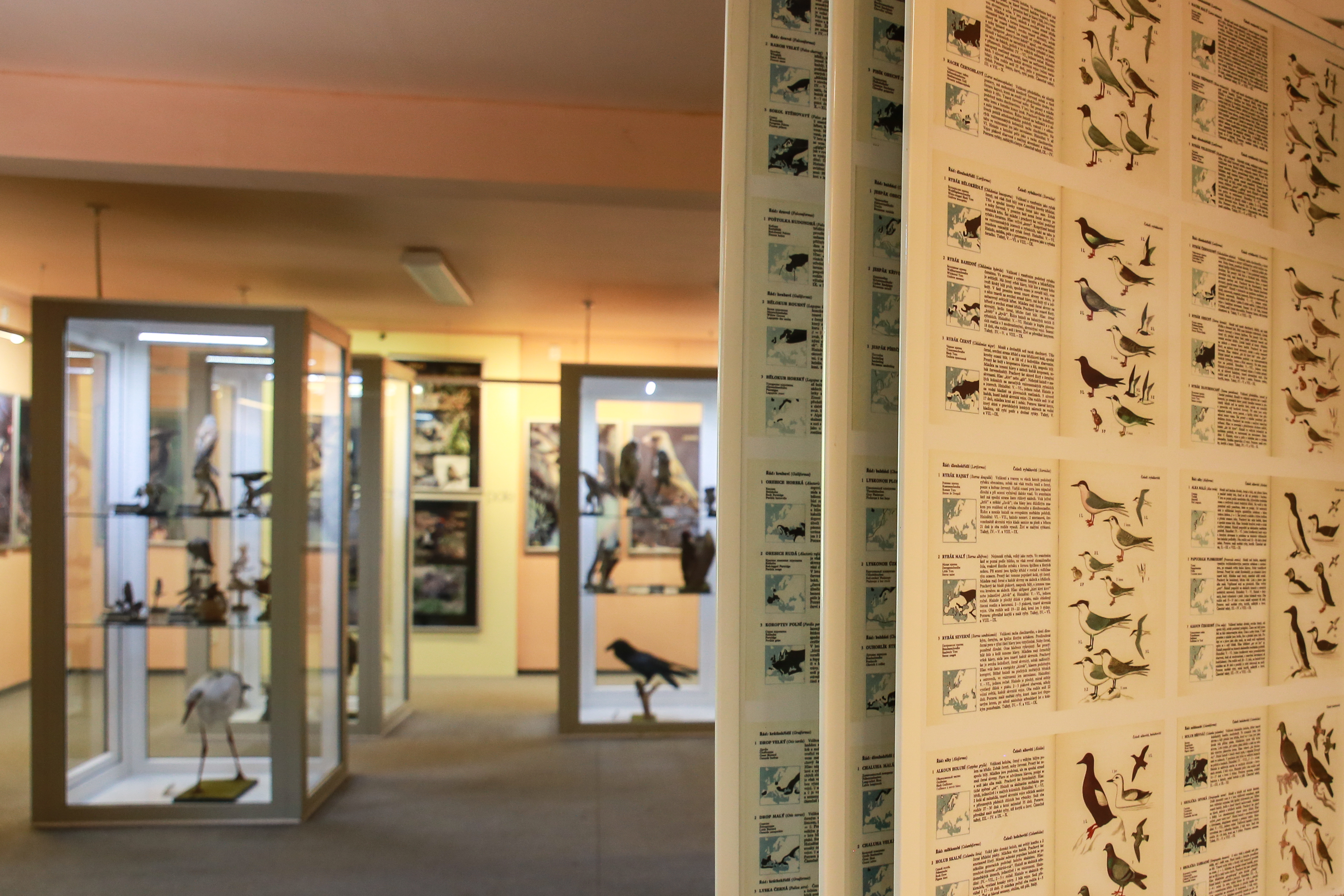 Národní přírodní rezervace Soos foto 5