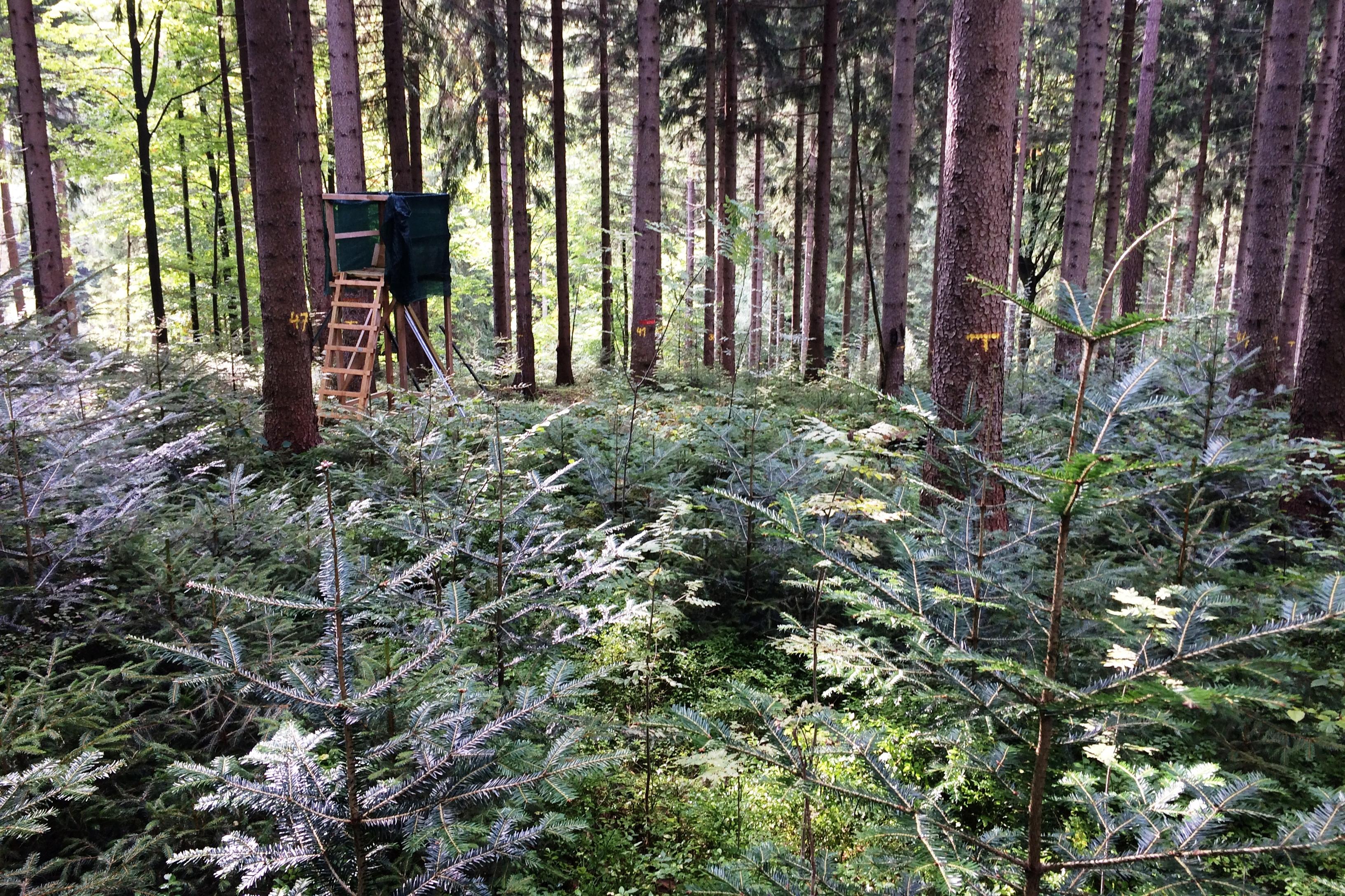 Ing. Aleš Erber - lesnické a agrolesnické poradenství