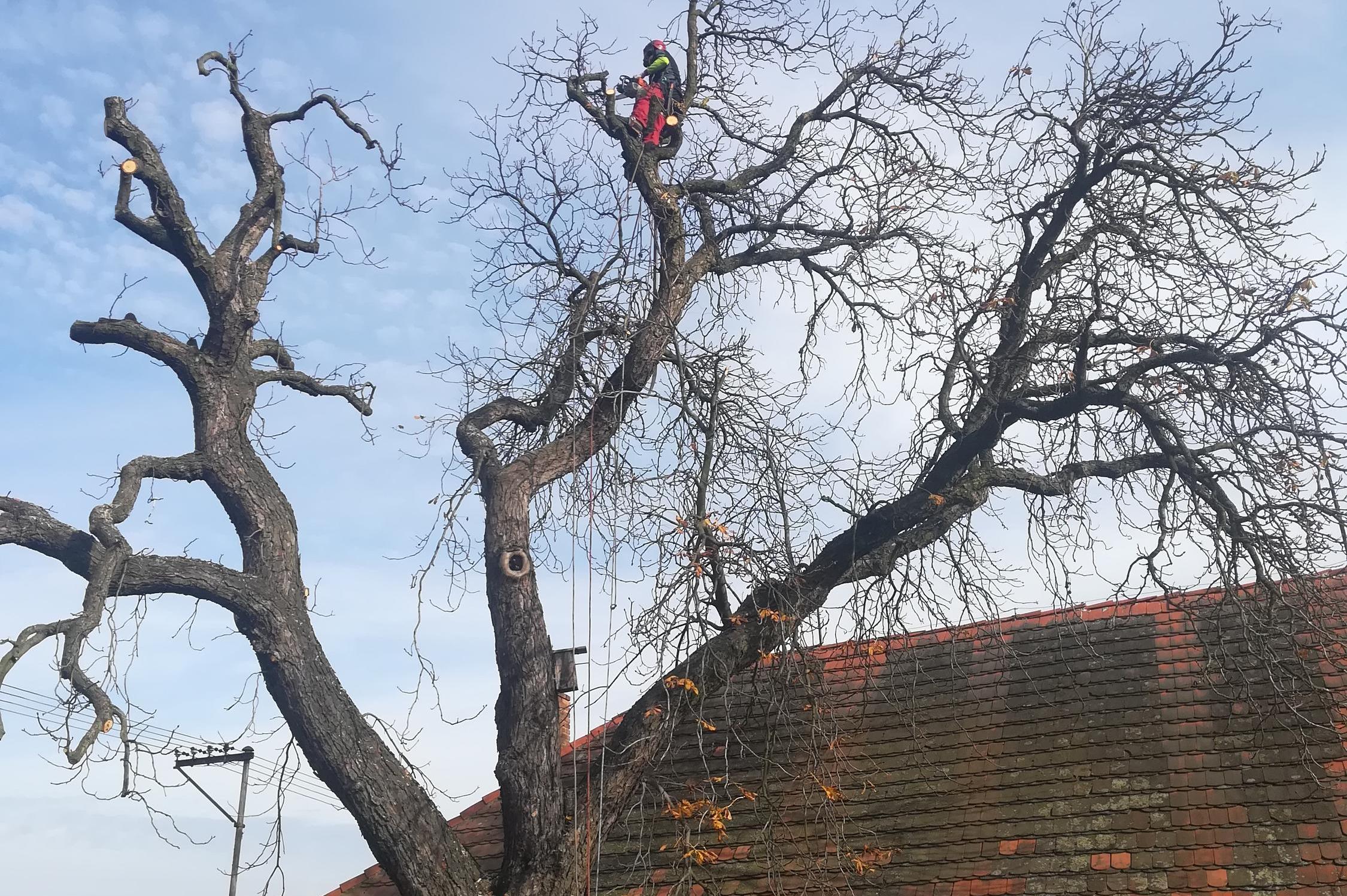 Rizikové kácení Vlastimil Kovář a spol.