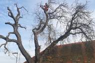 Fotografie Rizikové kácení Vlastimil Kovář a spol.
