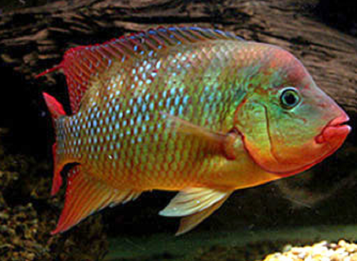ROMAN PAPÍK , PROFI-AQUARIUM foto 3
