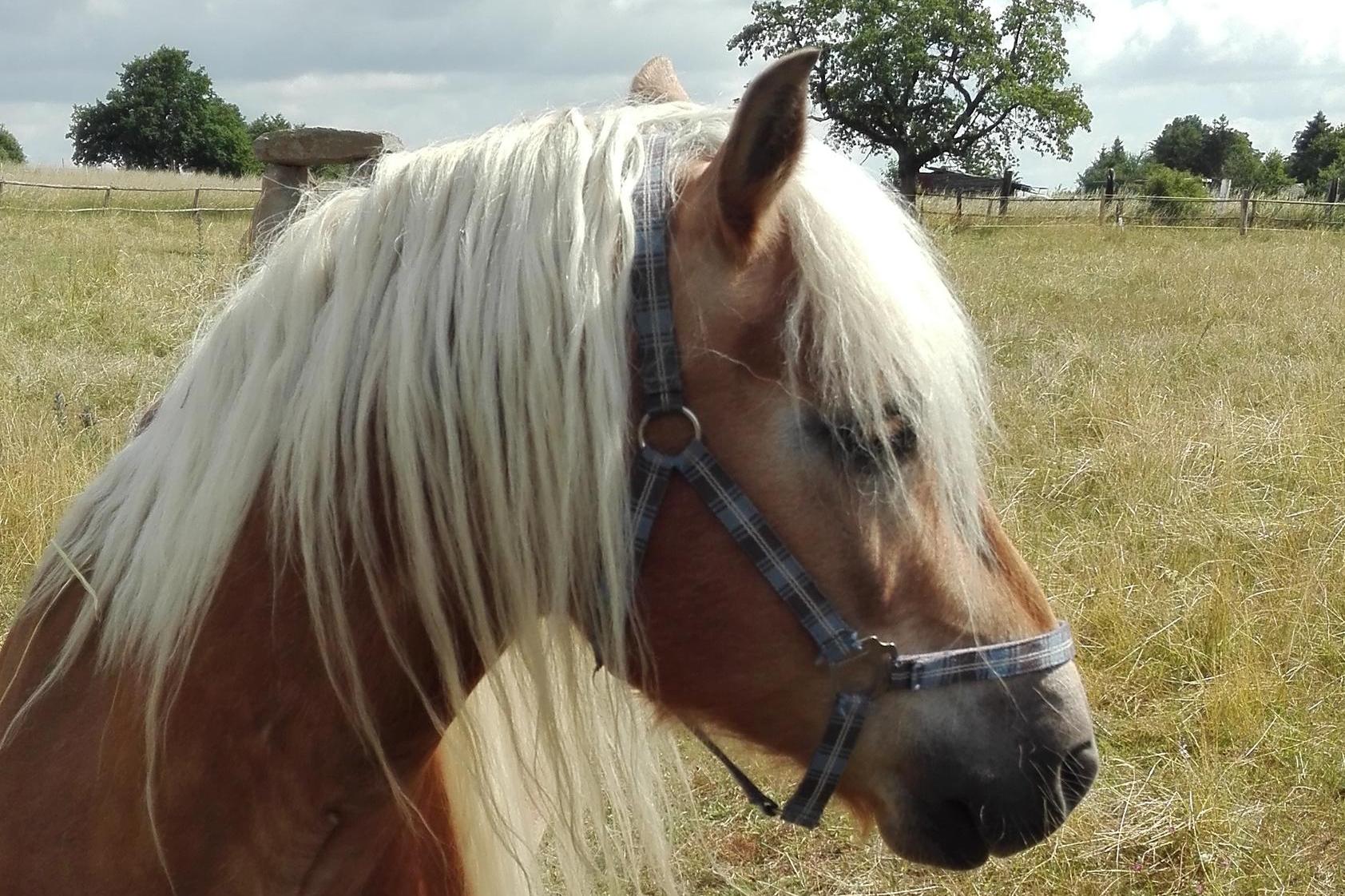 Jízdy na koni Mikulášovice