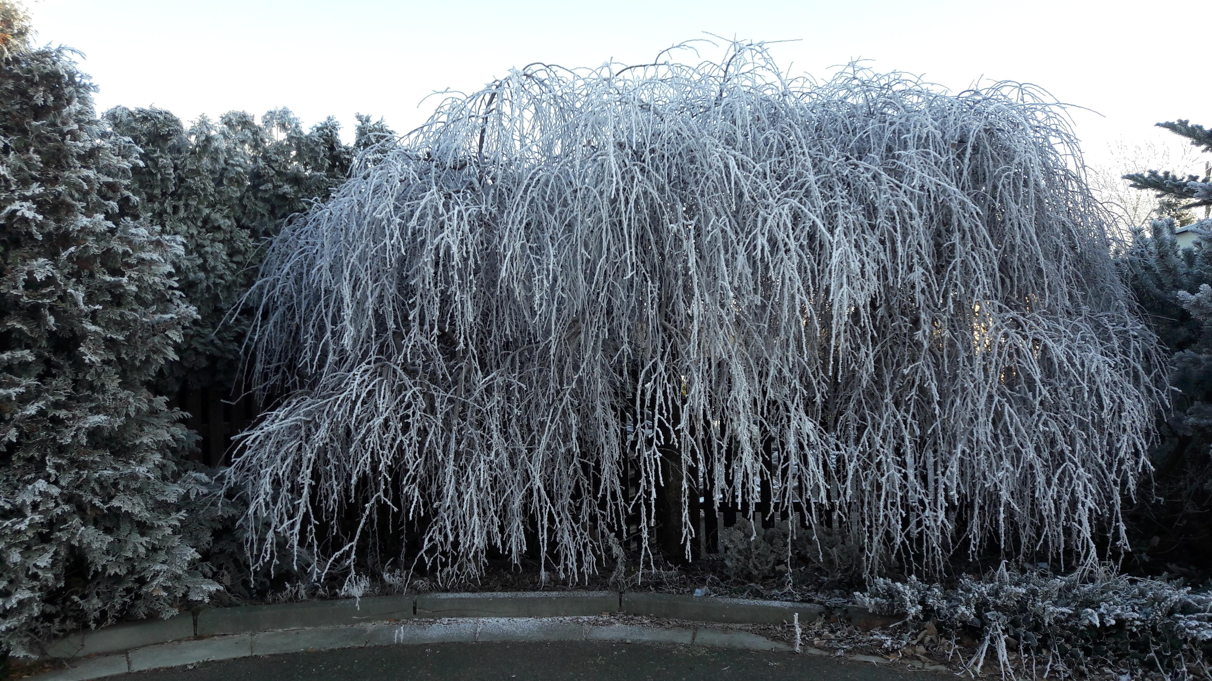 Ovocné a okrasné školky – Blanka Kosařová foto 5
