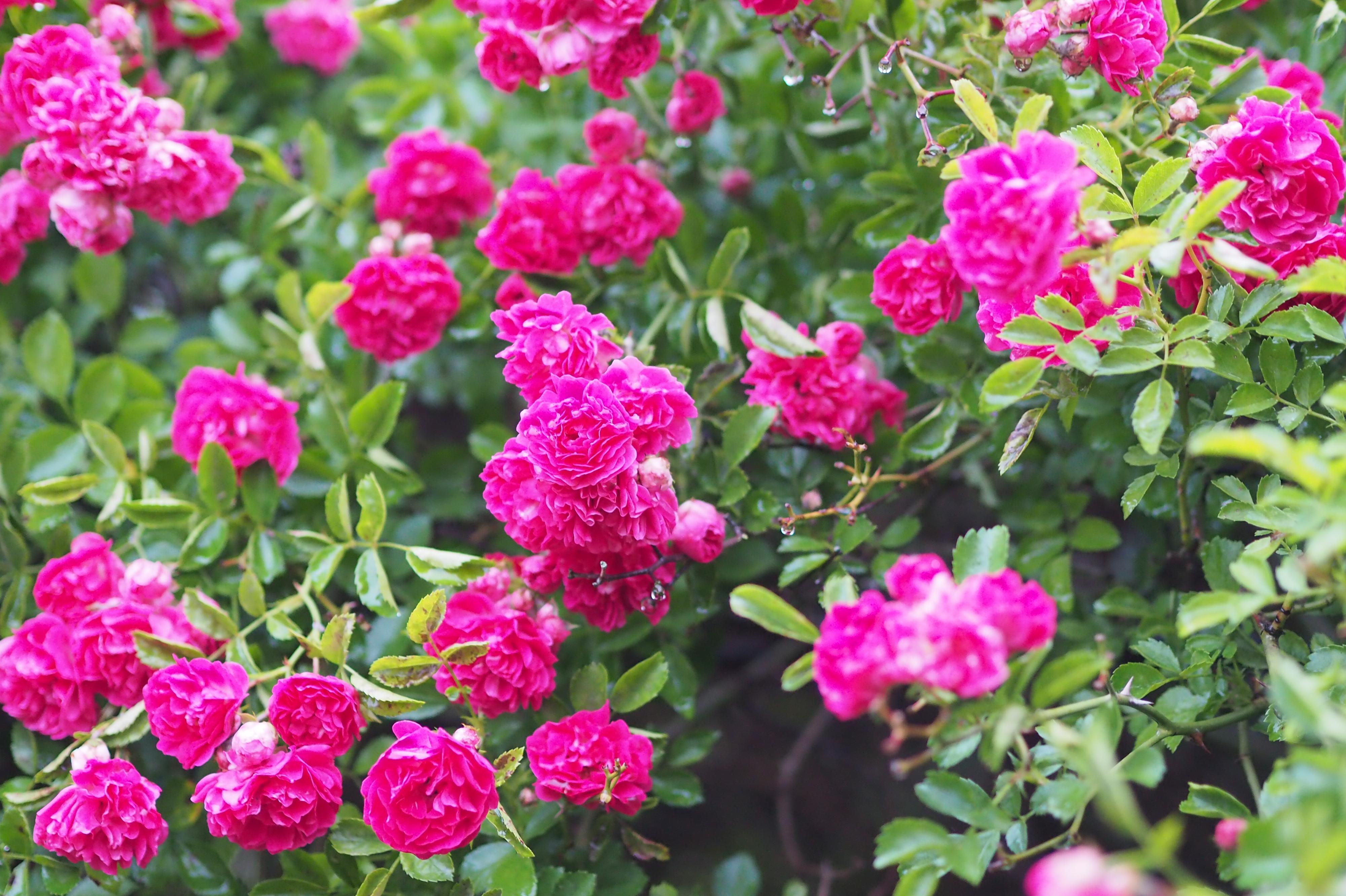 Základní organizace Českého zahrádkářského svazu Vohybal  Písek