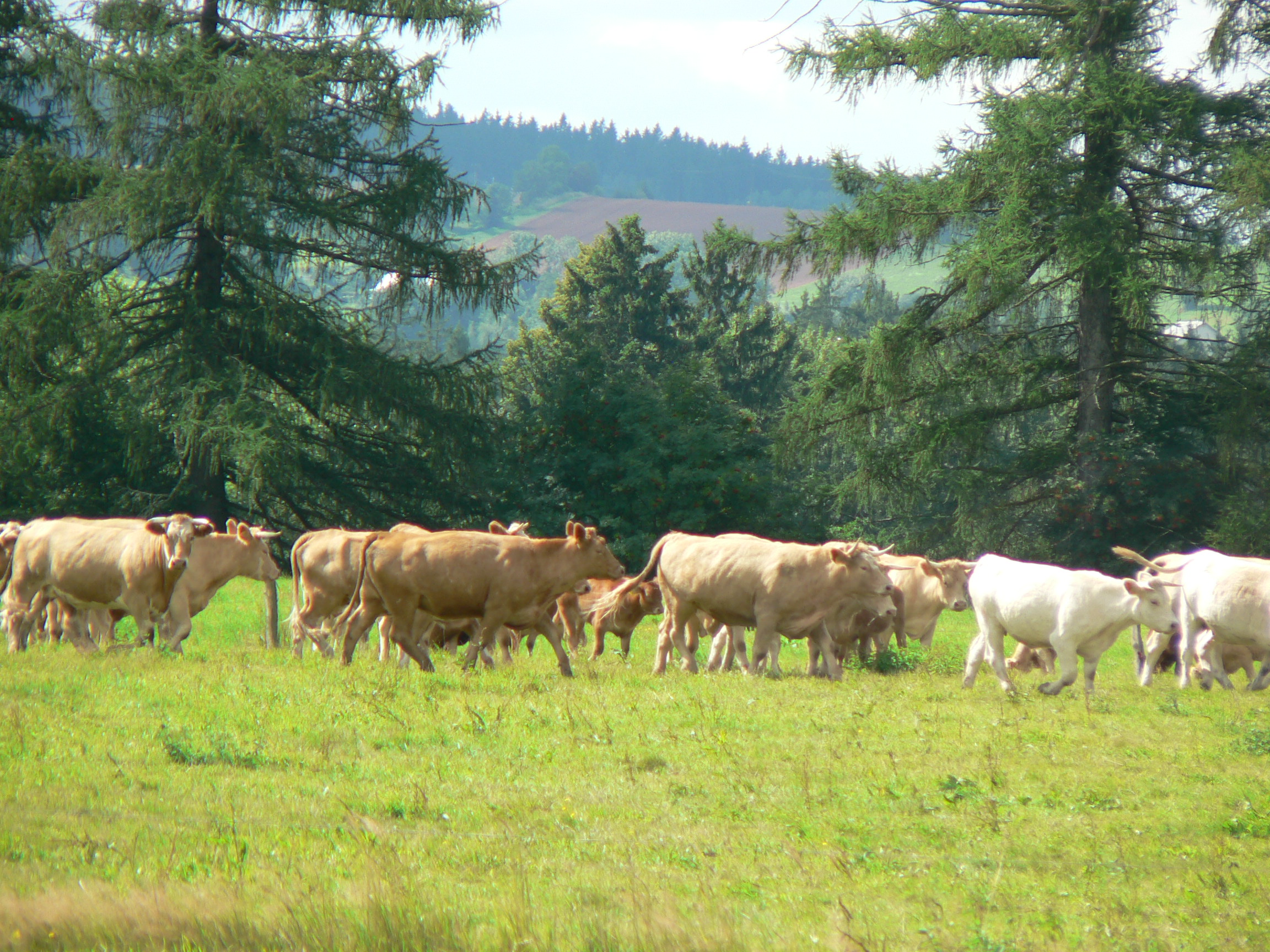 Krkonošské BIO hovězí foto 3