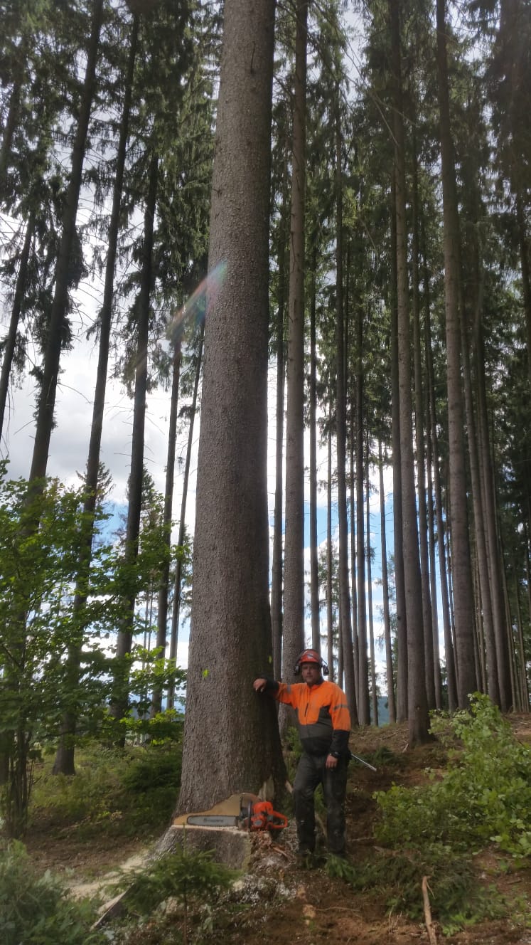Dřevo Planěk foto 4
