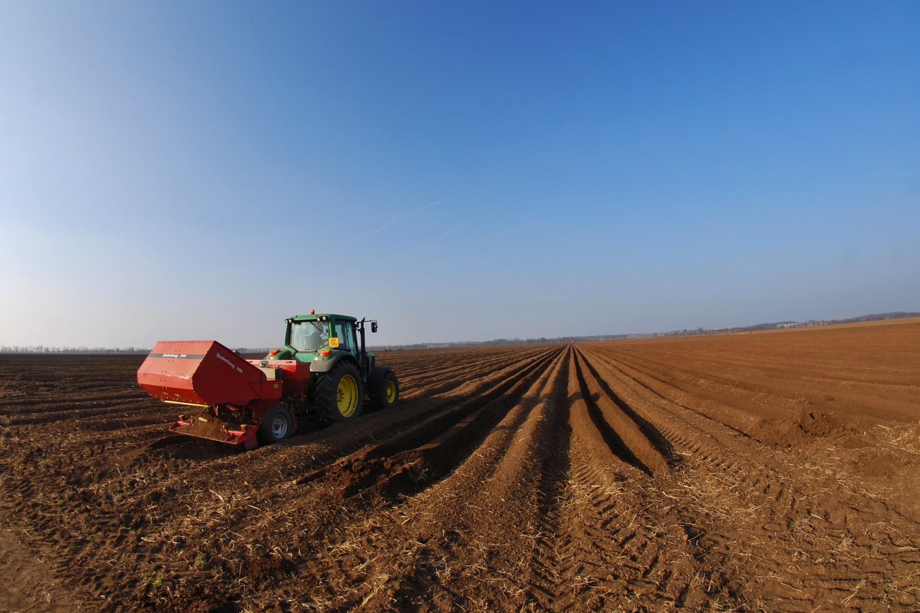 Sadba brambor KUKS a.s.