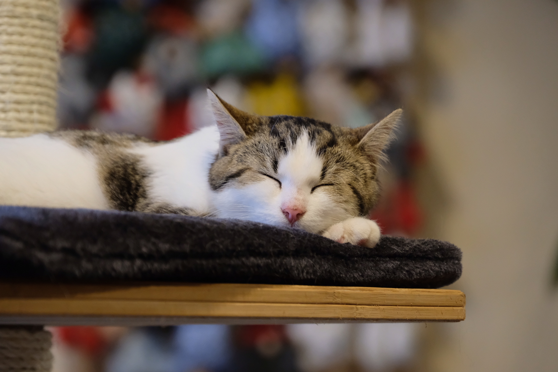 Kočičí kavárna foto 3