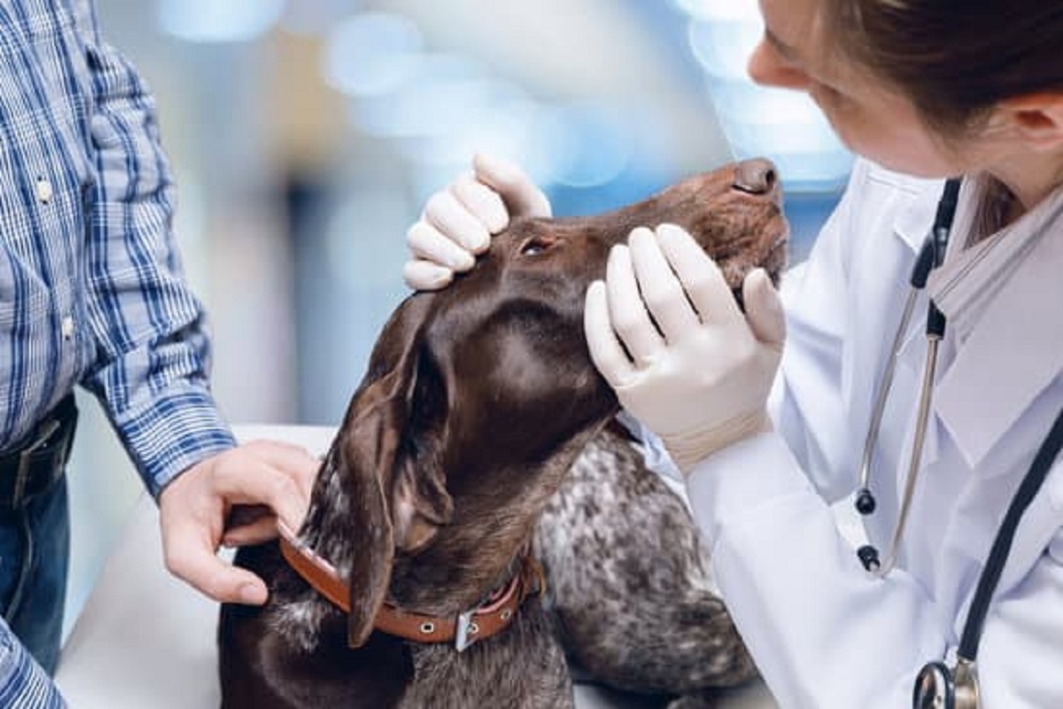 Veterinární klinika JHvet