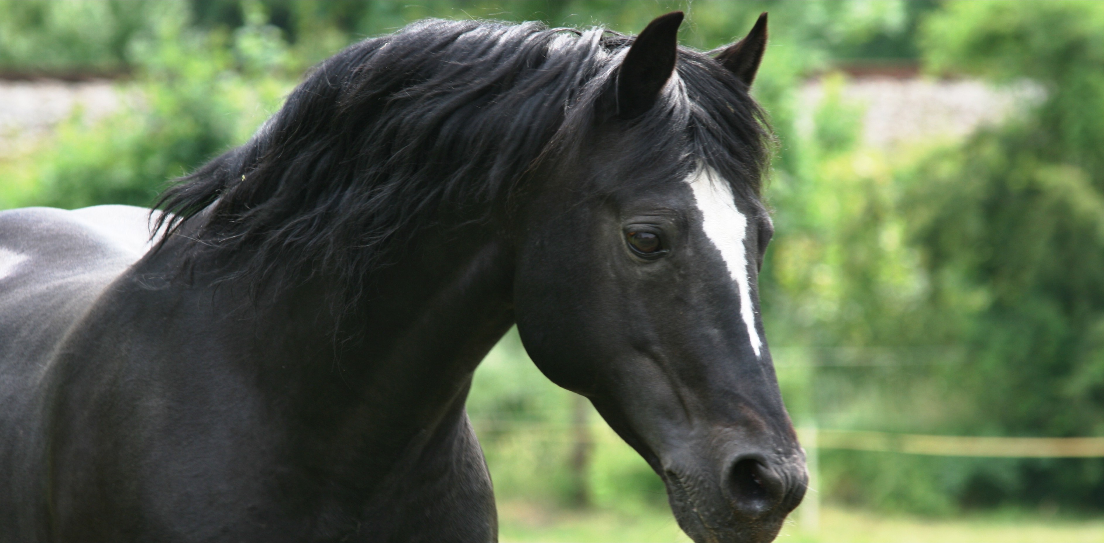 Diamond Czech Pony foto 2