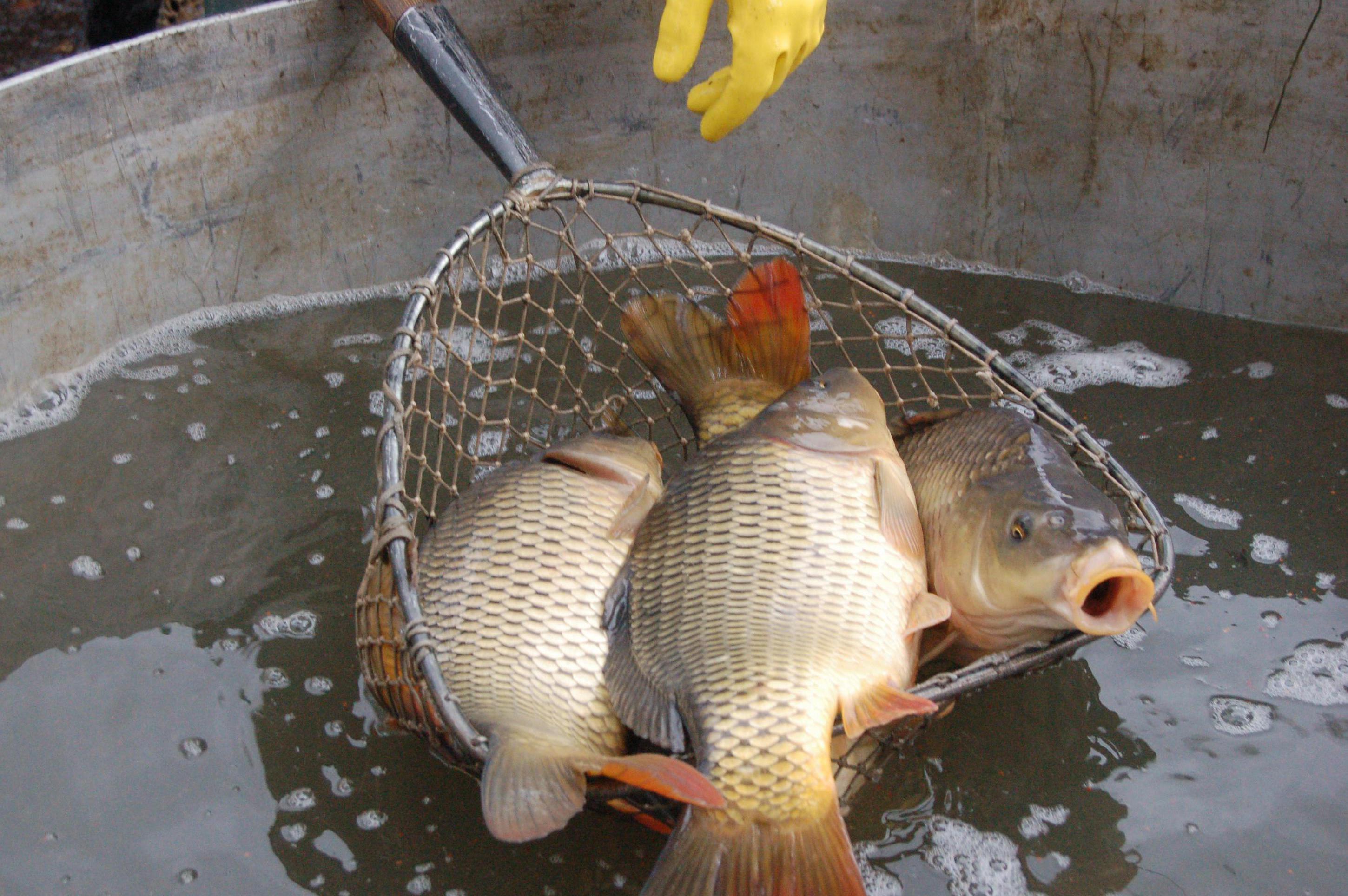 Rybáři Hořice ČRS