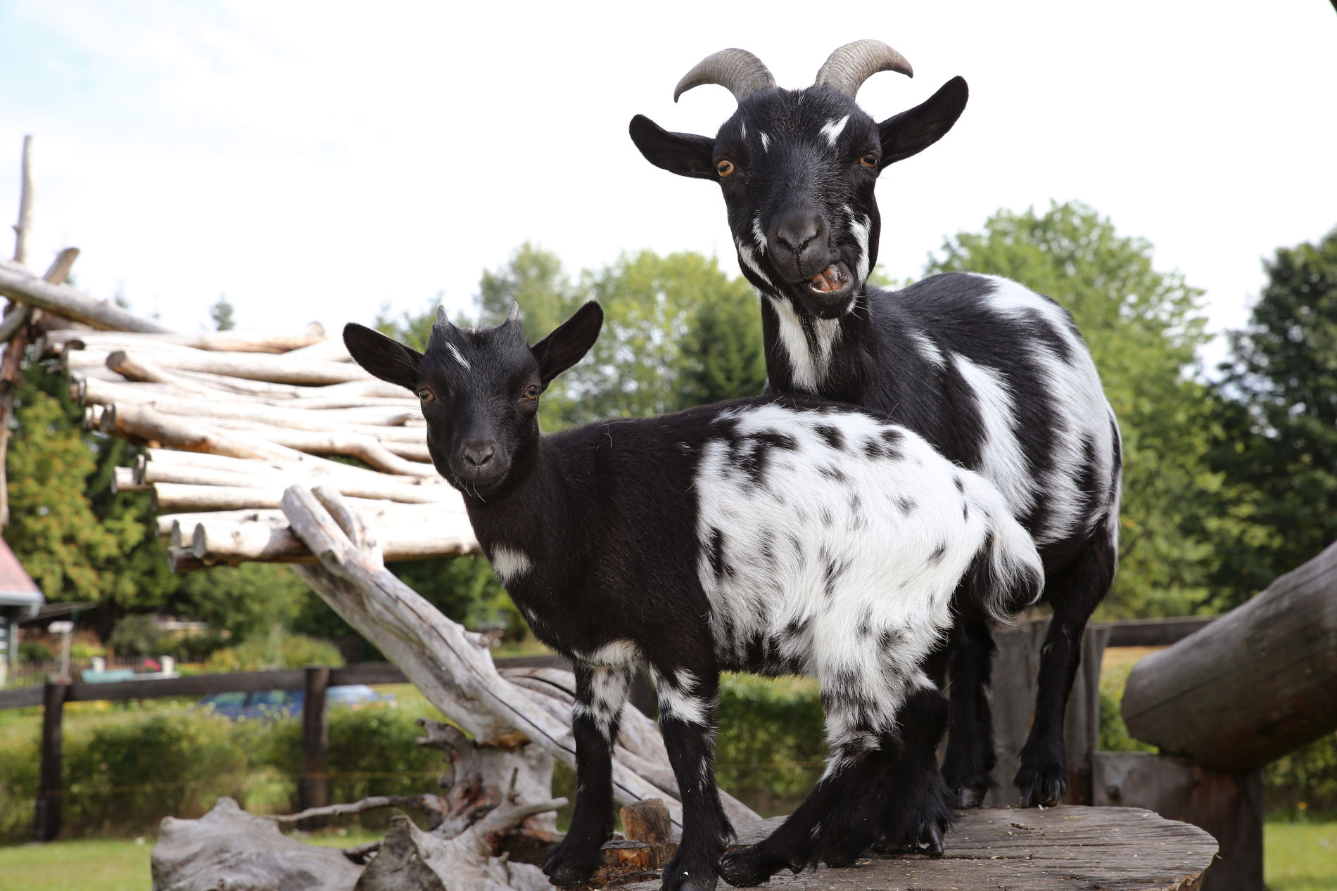 APARTMÁNY MAXOV foto 4