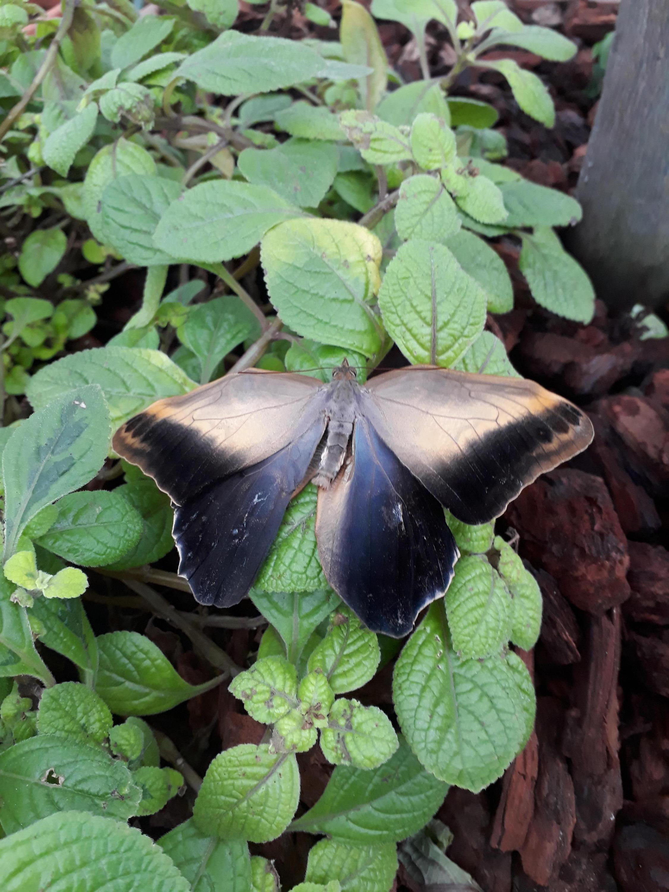 Zahradní centrum Florcenter Olomouc foto 3