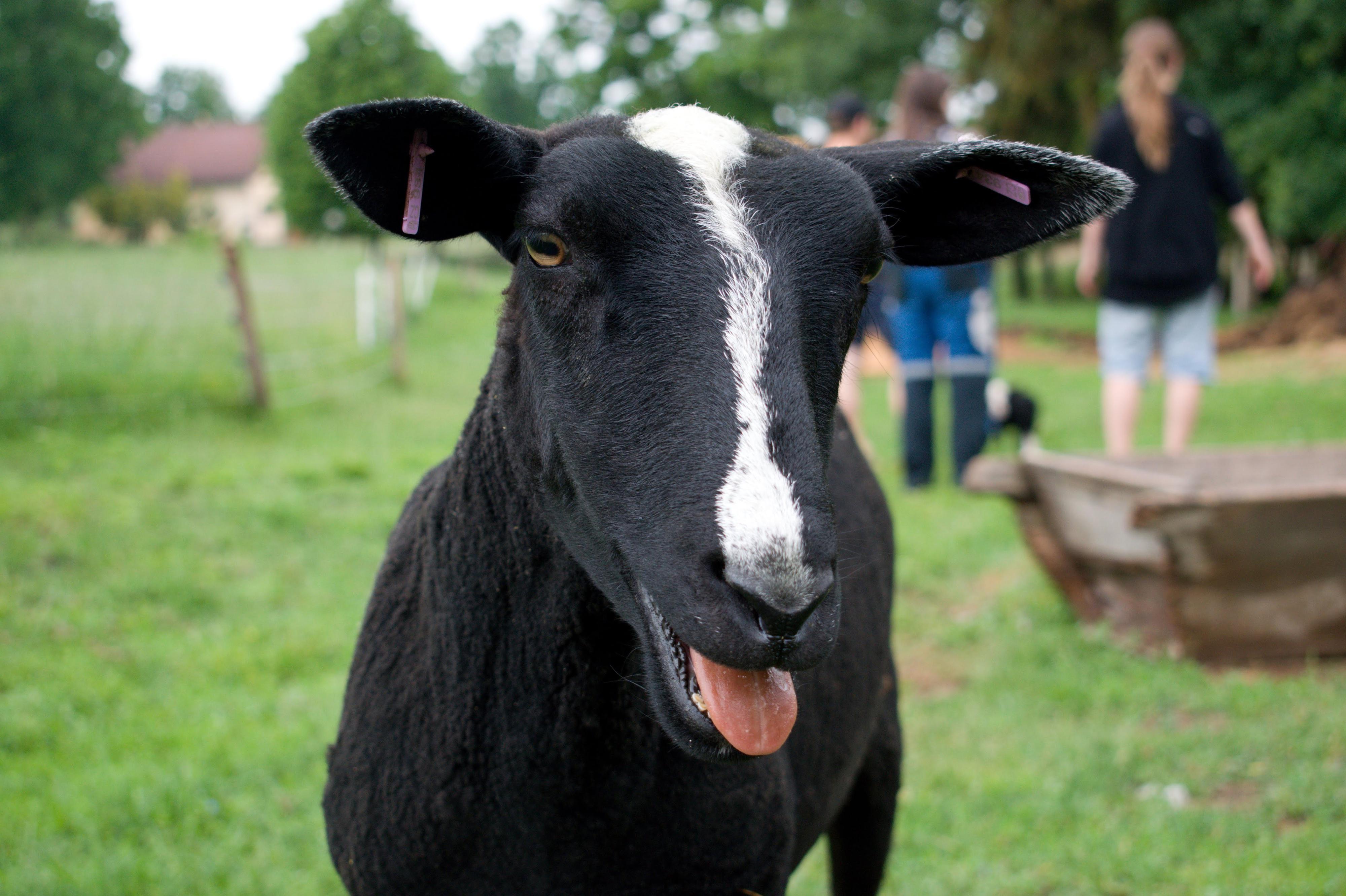 Stříhání ovcí Karel Fáber