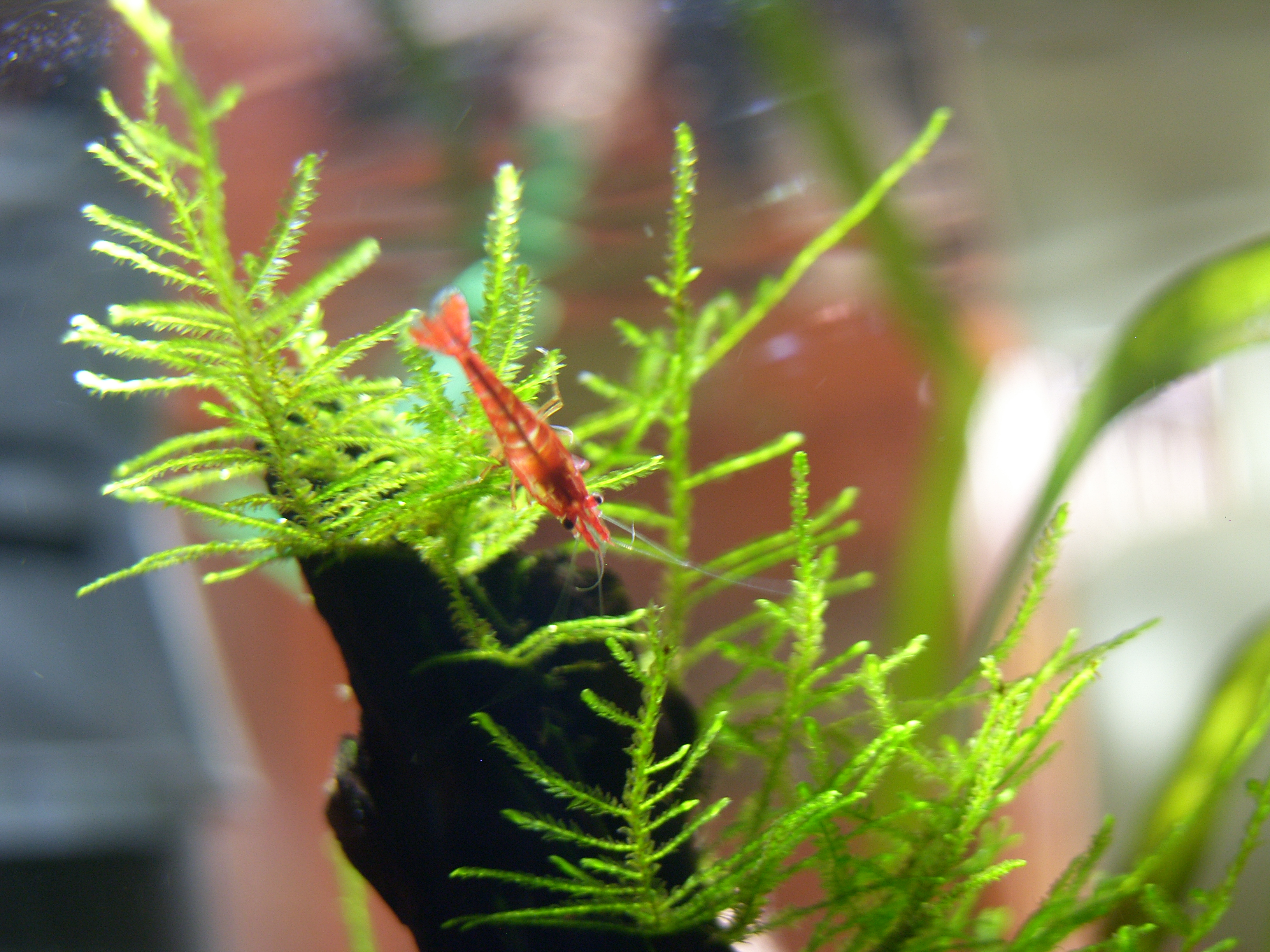 PEUKER Akvaristik foto 2