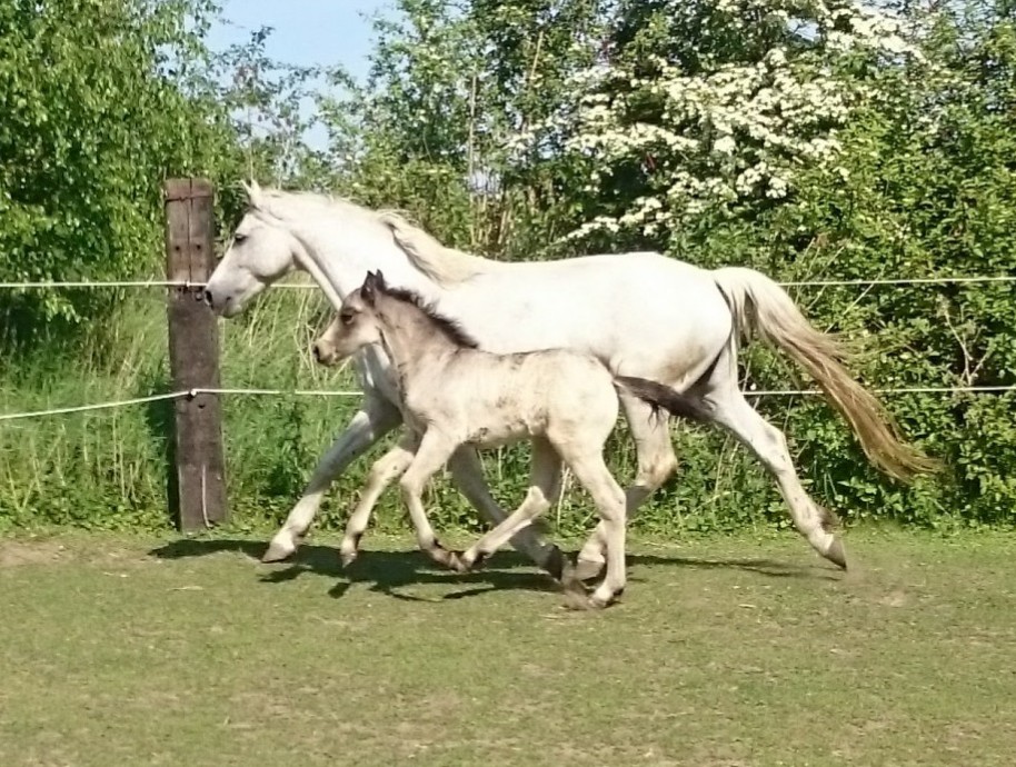 Diamond Czech Pony foto 2