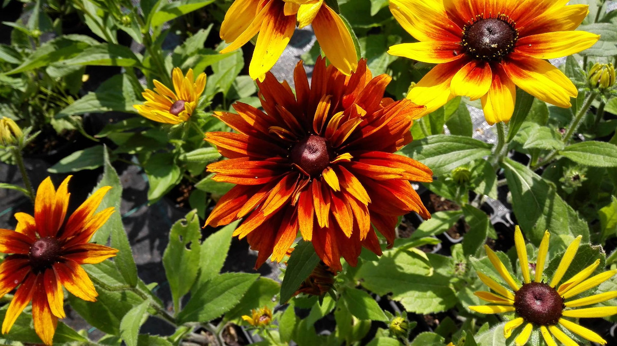 Zahradnictví Drvota